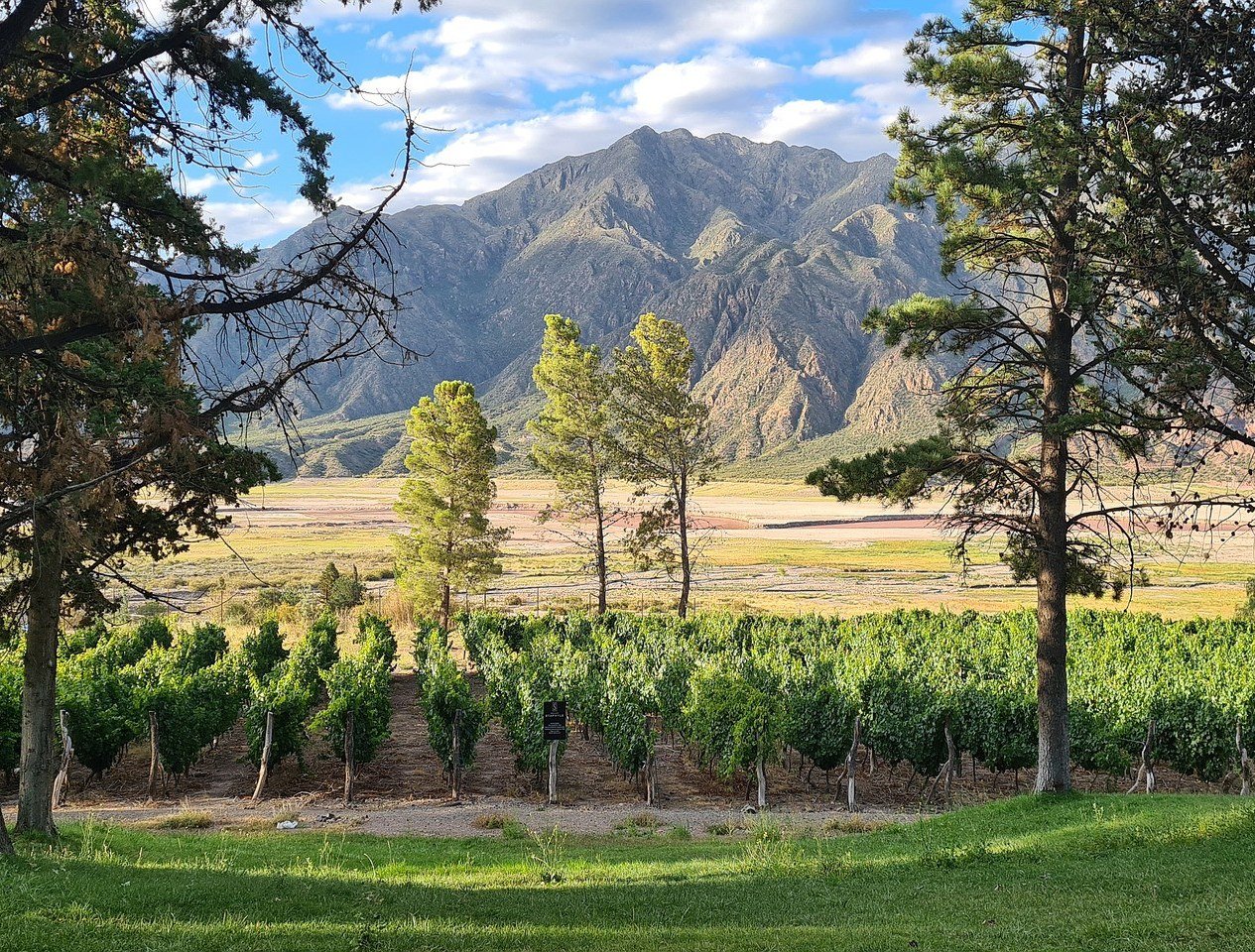 De groene wijnranken van Mendoza, Argentinie