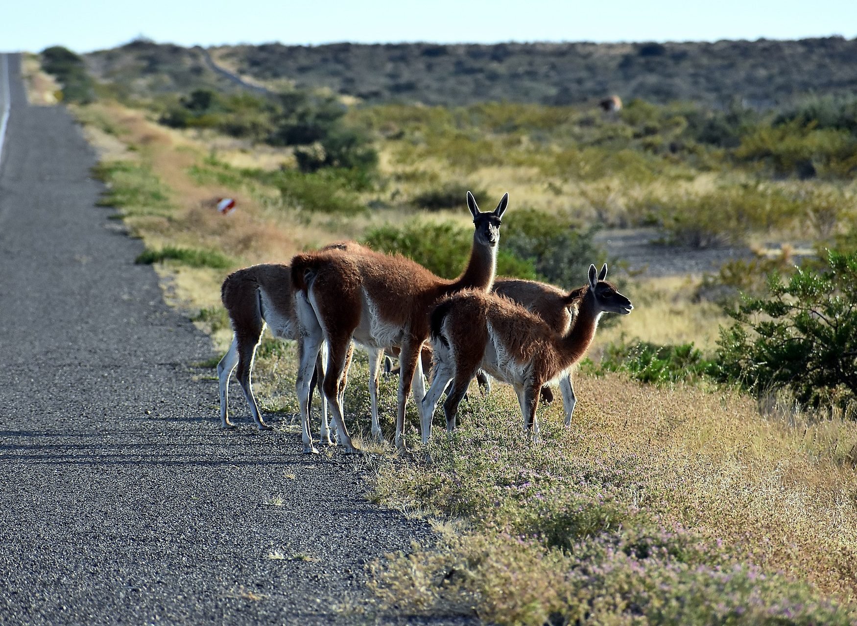 Guanaco's op de pampas van Argentinie