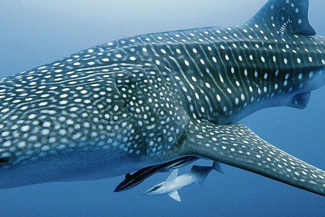 Zwemmen met walvishaaien op de Malediven