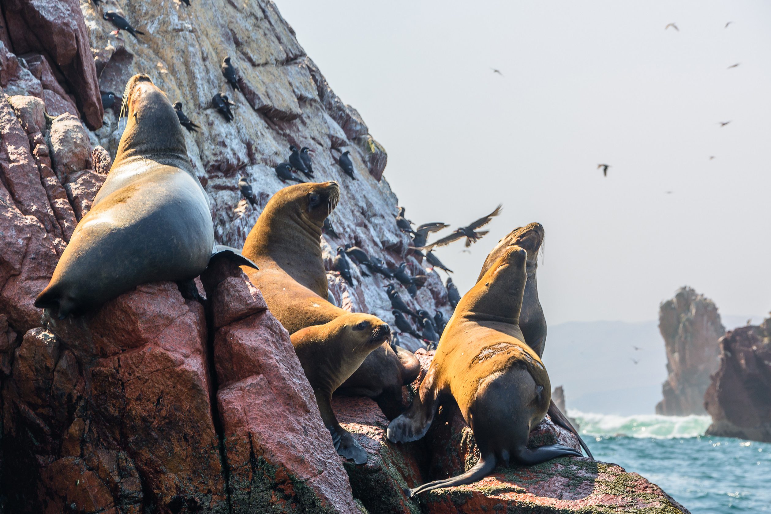 Ballestas Islands Peru