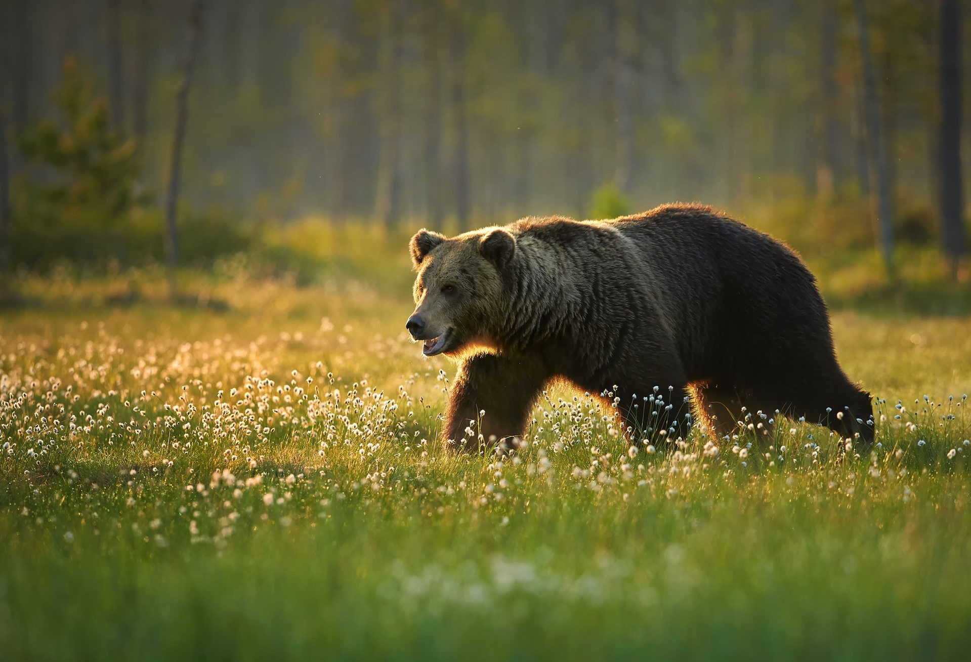 Grizzly beer bij Telegraph Cove op Vancouver Island in West-Canada