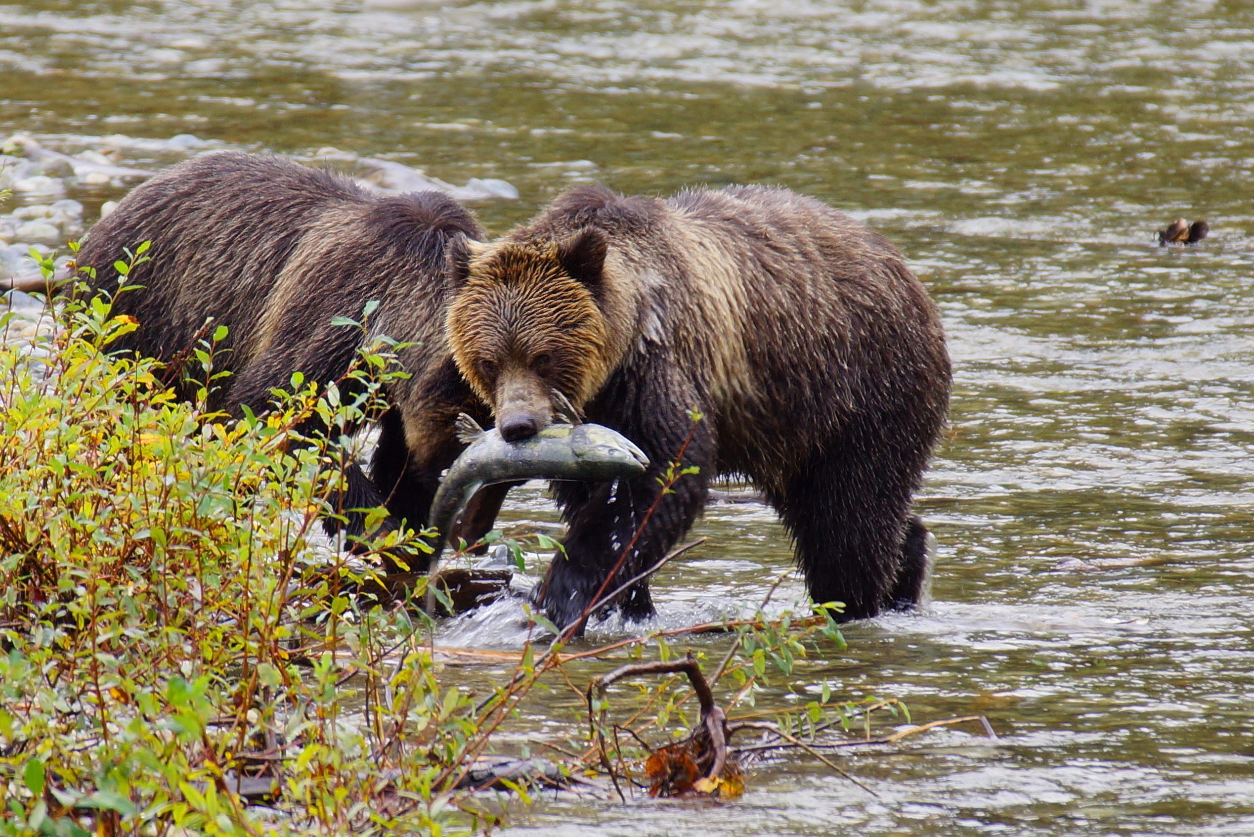 Vissende grizzly beren Vancouver Island in Canada