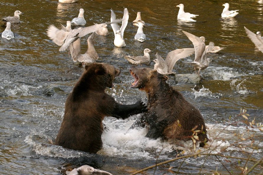 Grizzly beren in Knight Inlet West-Canada