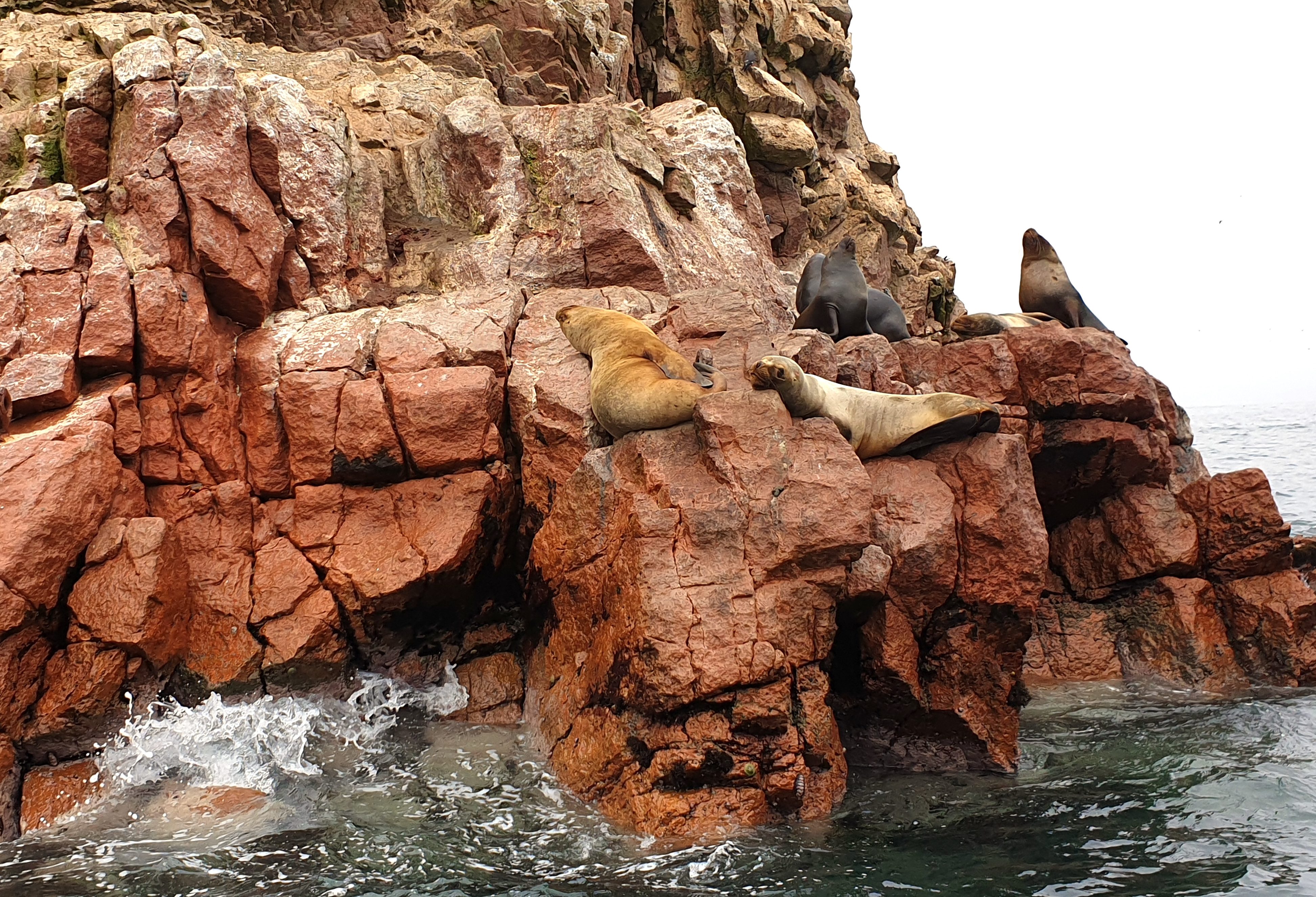 Zeeleeuwen rusten uit op de rotsen van Islas Ballestas, Peru