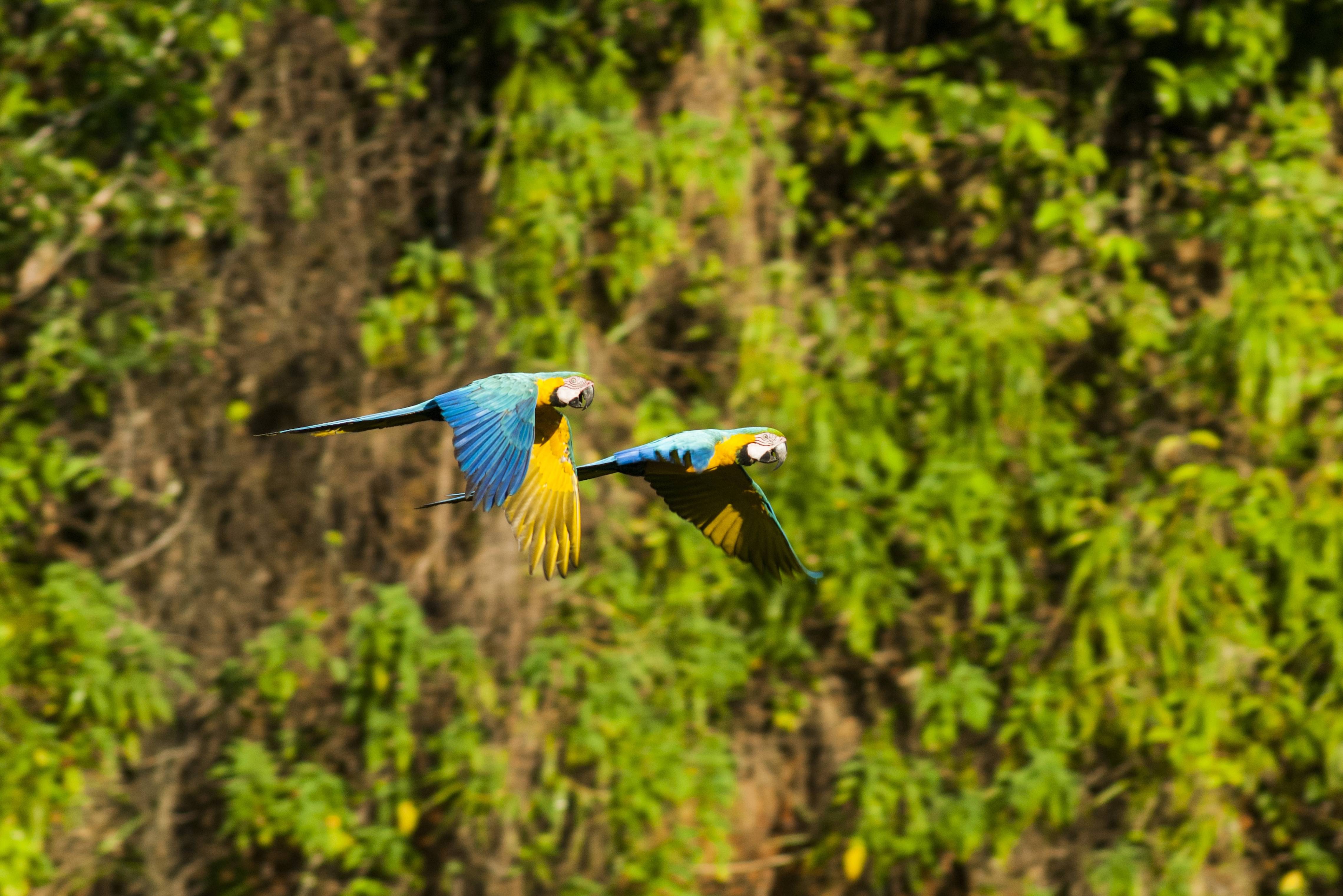 Ara's in de Amazone van Peru