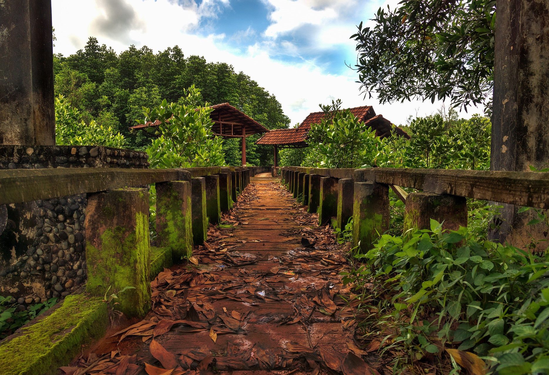 Mangroven op Koh Chang in Thailand