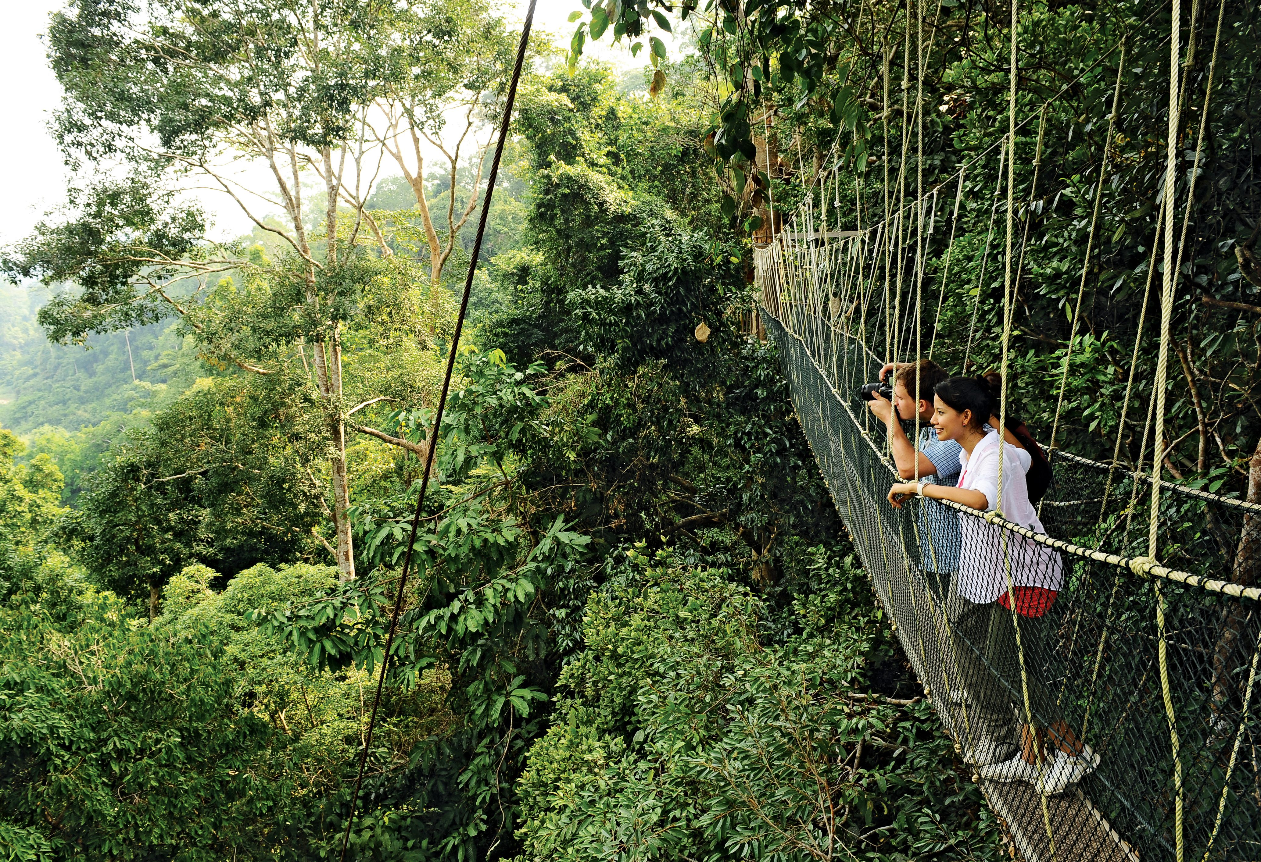 Canopy walk van Taman Negara in West-Maleisië