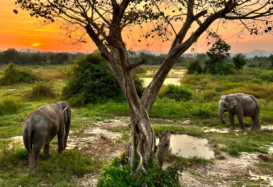 Zonsondergang bij I Love Phants Lodge in Thailand