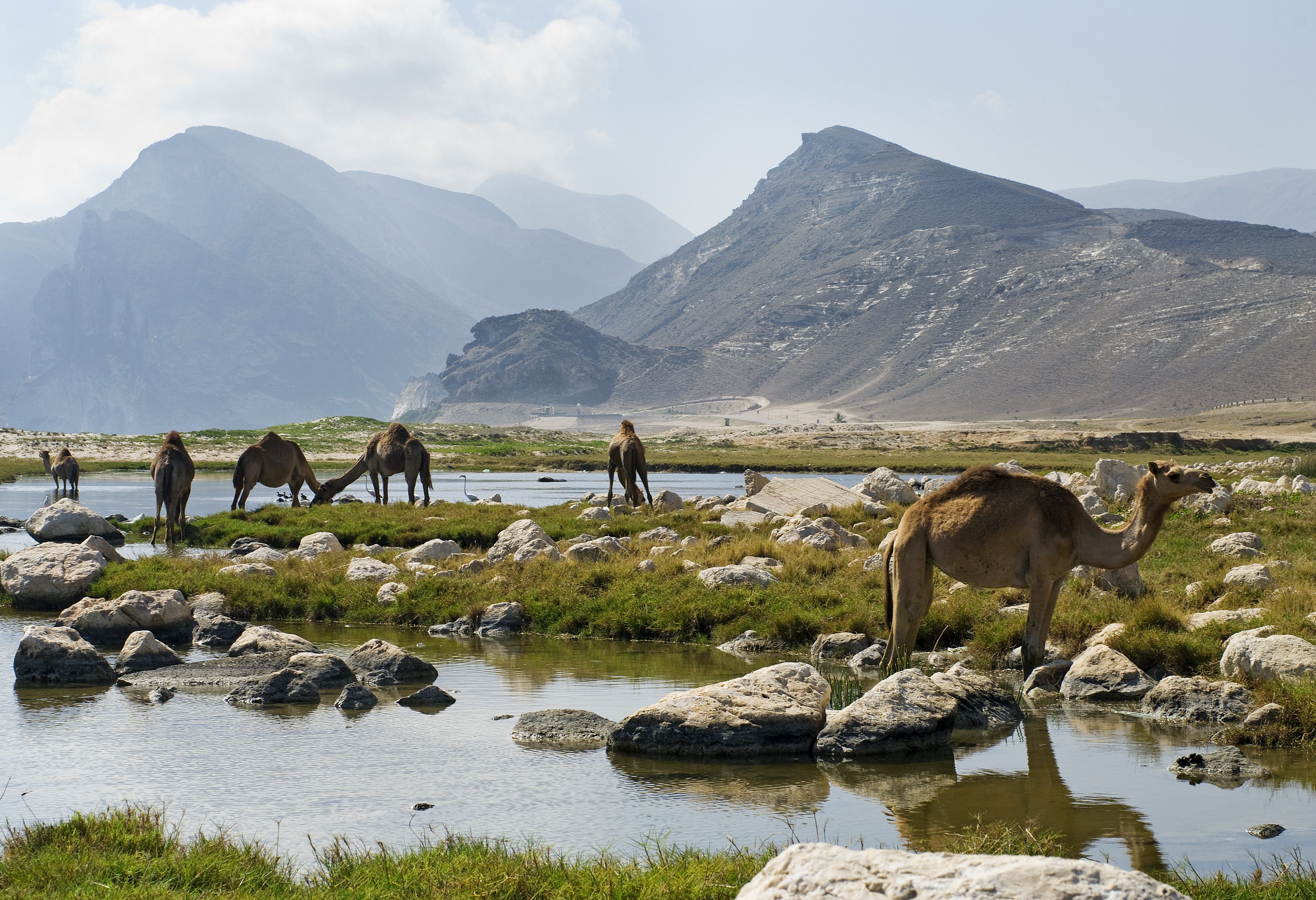 Oman-kamelen-op-het-strand-langs-de-kust