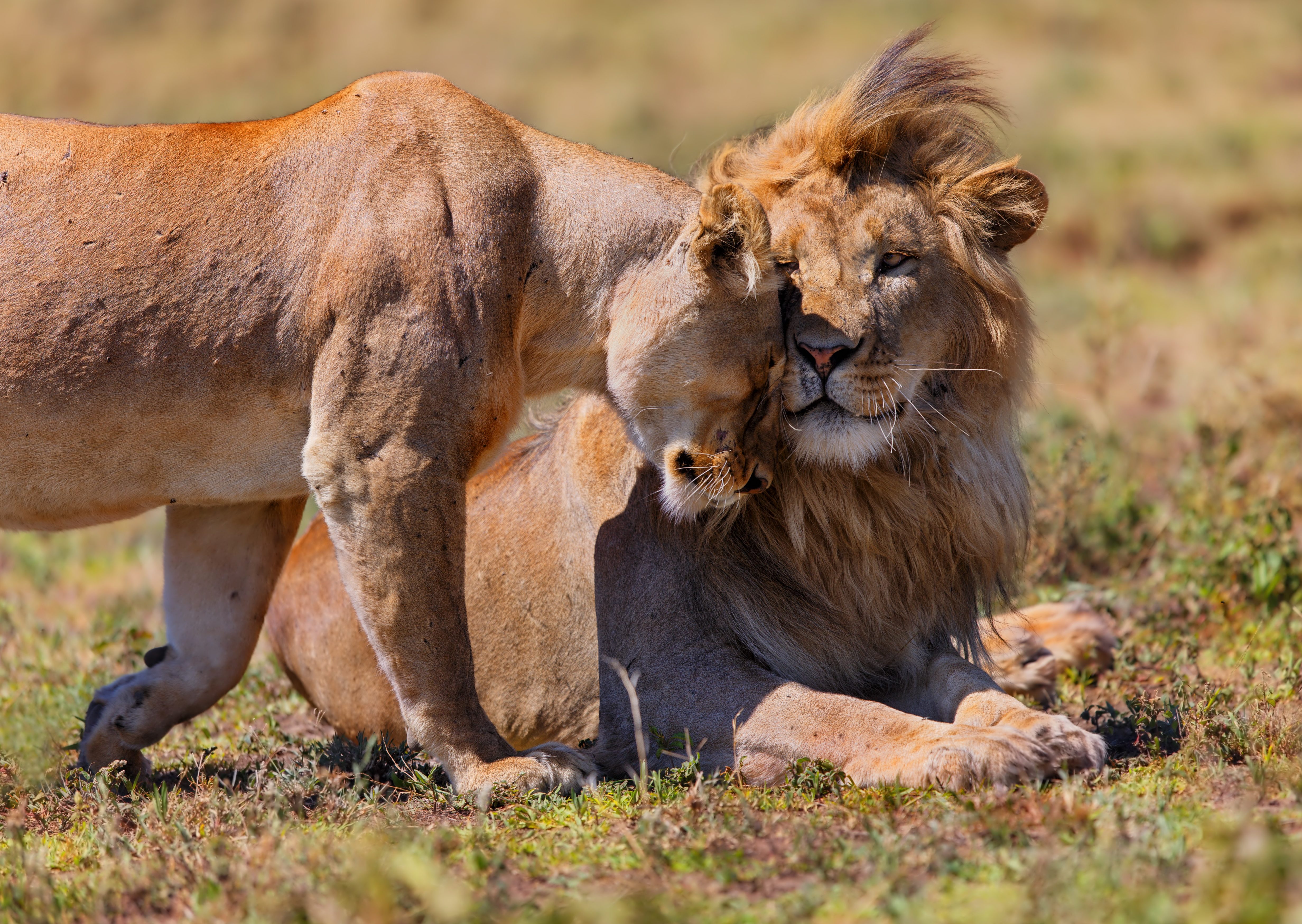 Tanzania-Ngorongoro-Conservation-Area-Ngorongoro-krater-leeuwen