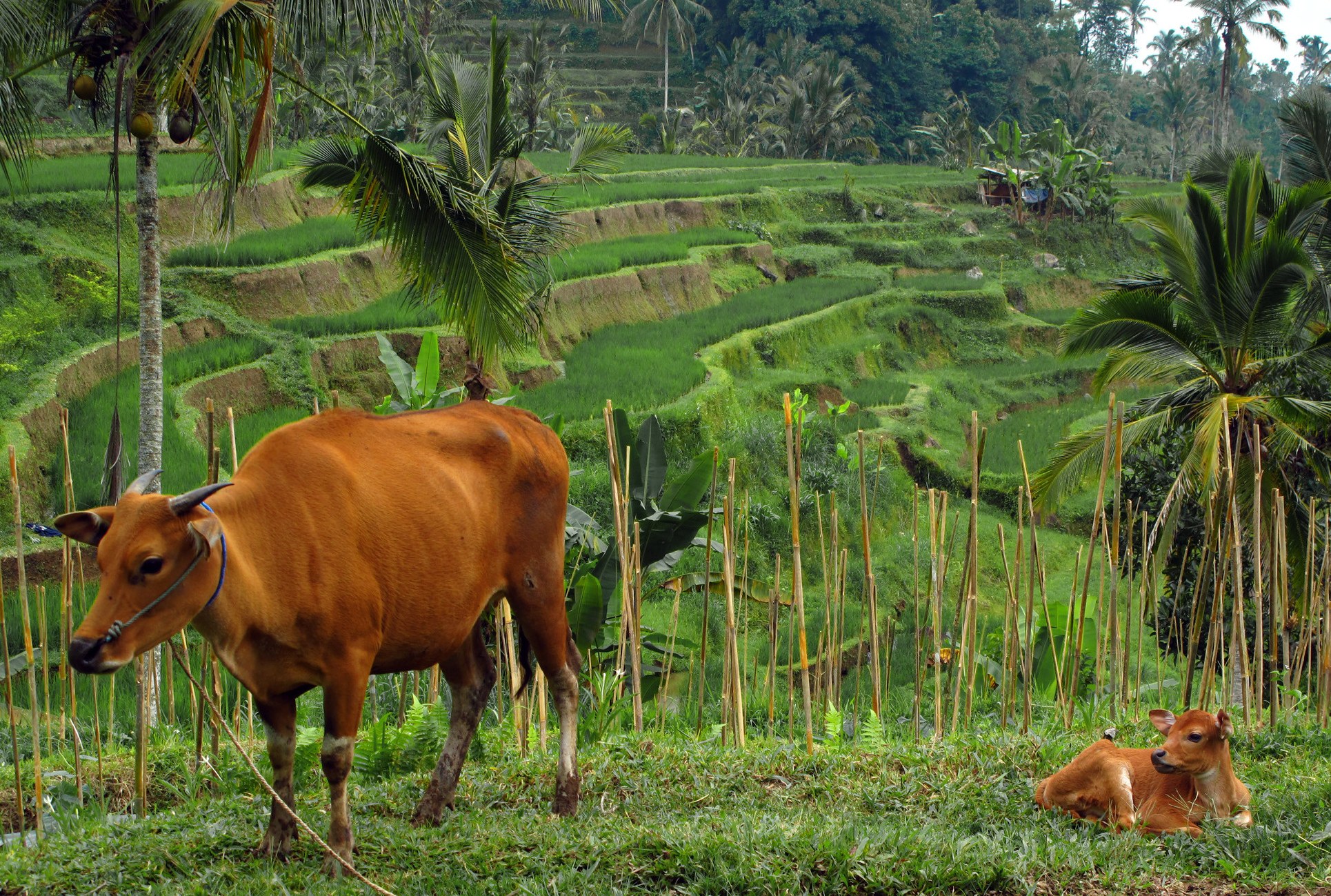 Indonesie-Bali-Tabanan-koeien-in-rijstvelden