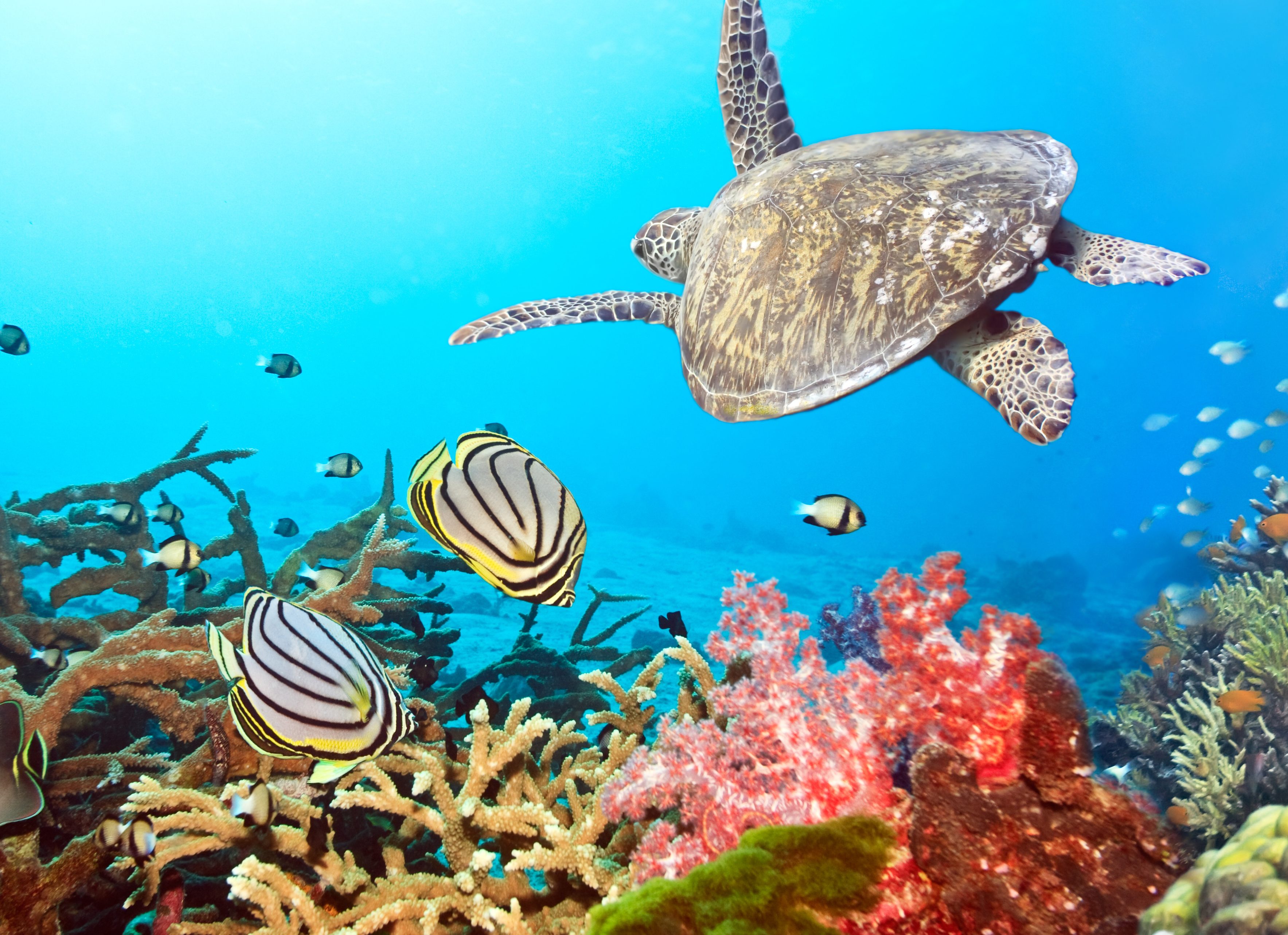 malediven-vissen-panorama-snorkelen-duiken