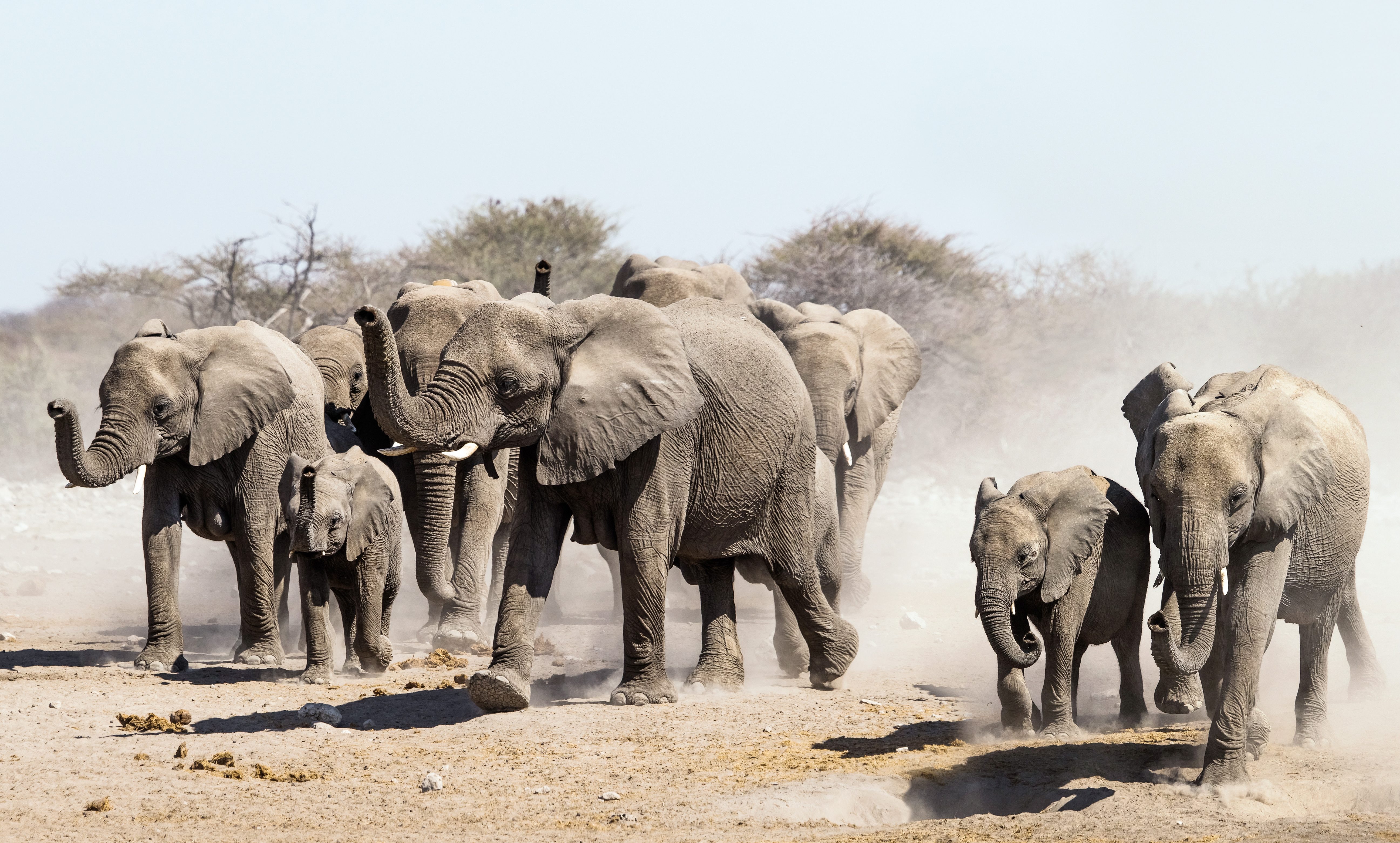 Namibië-Etosha-olifanten-op-de-vlucht