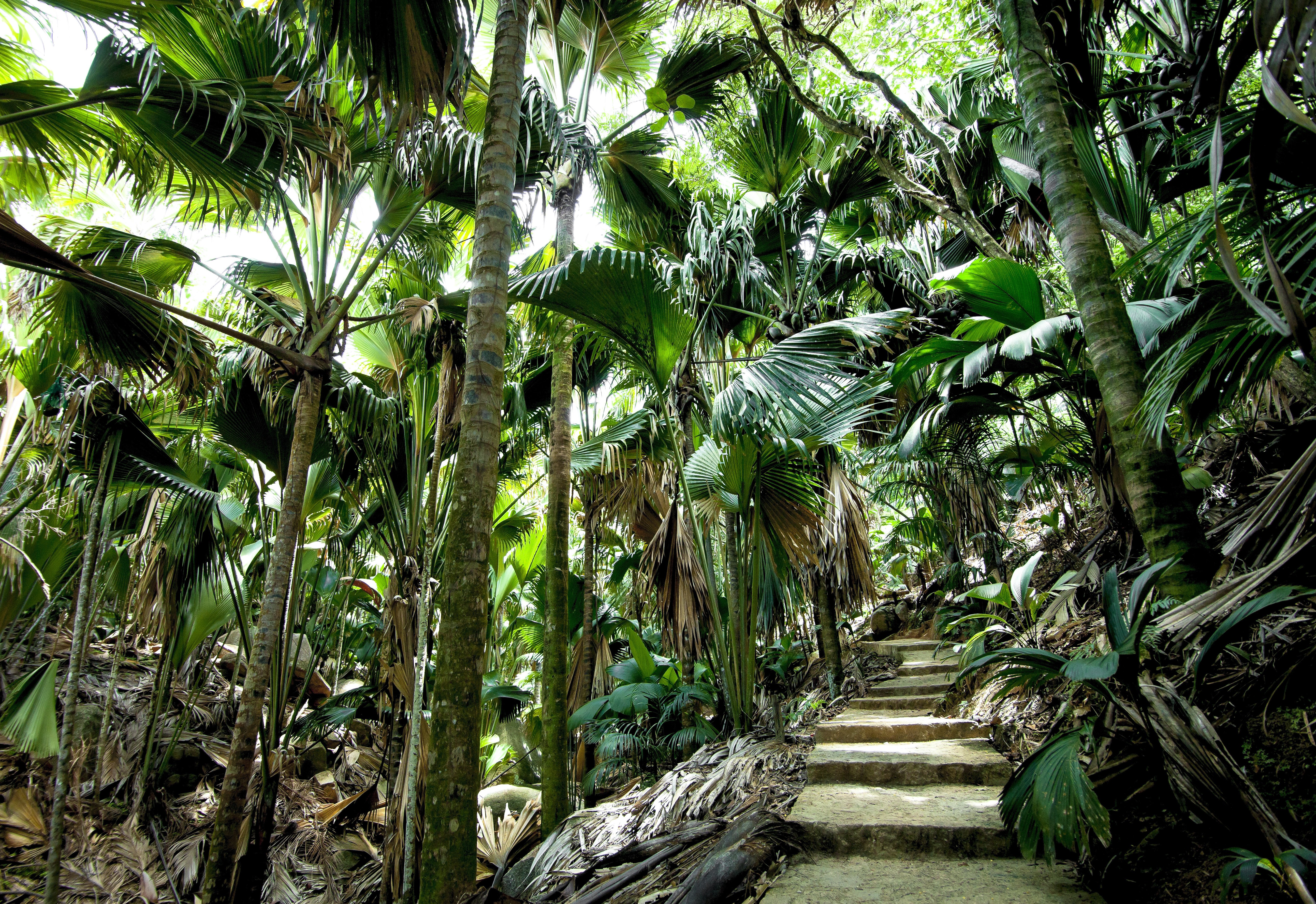 Seychellen-Praslin-Vallee-de-Mai-wandelpad-tussen-de-palmen