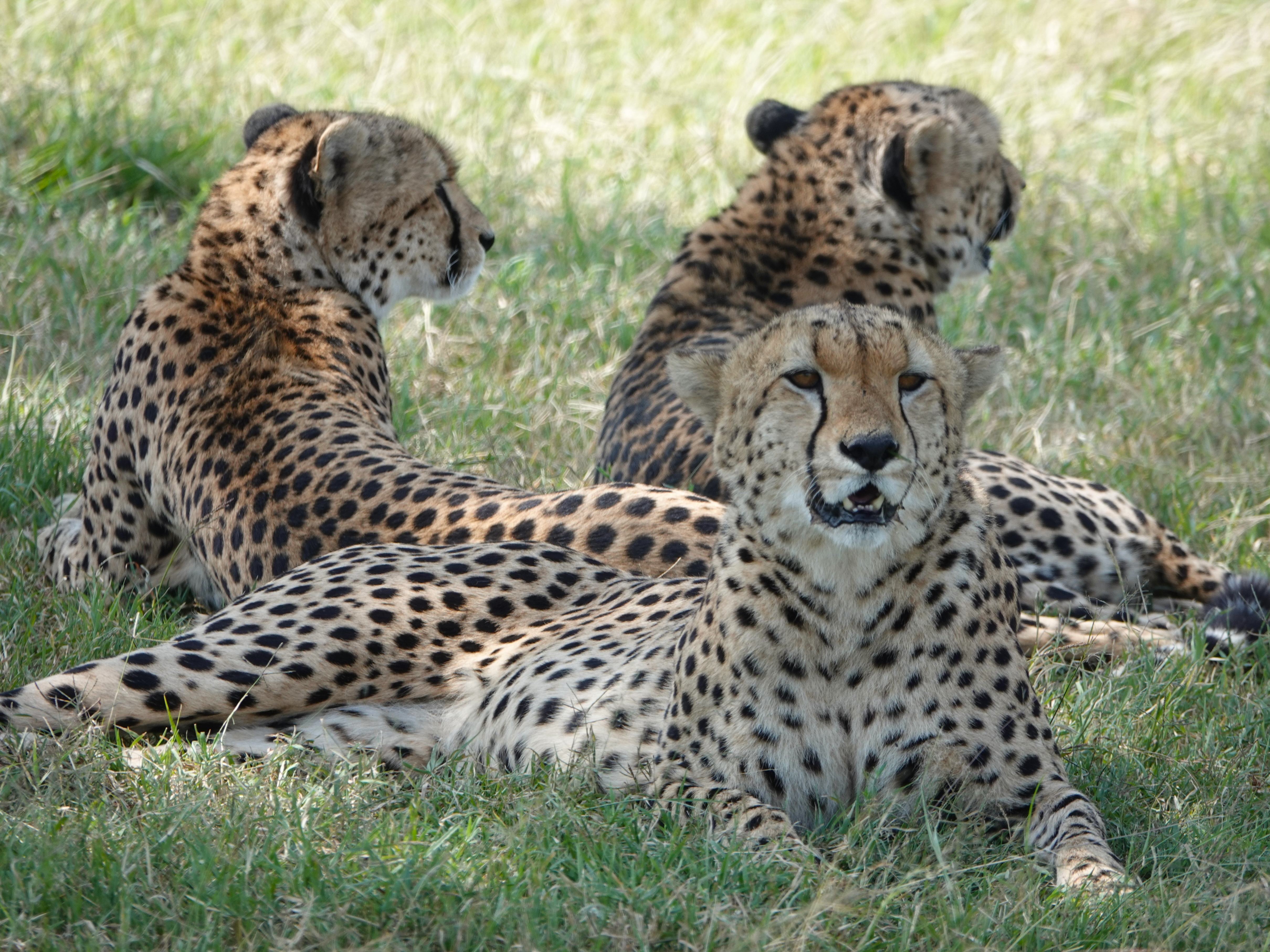 Kenia-Masai-Mara-Safari-Luipaarden