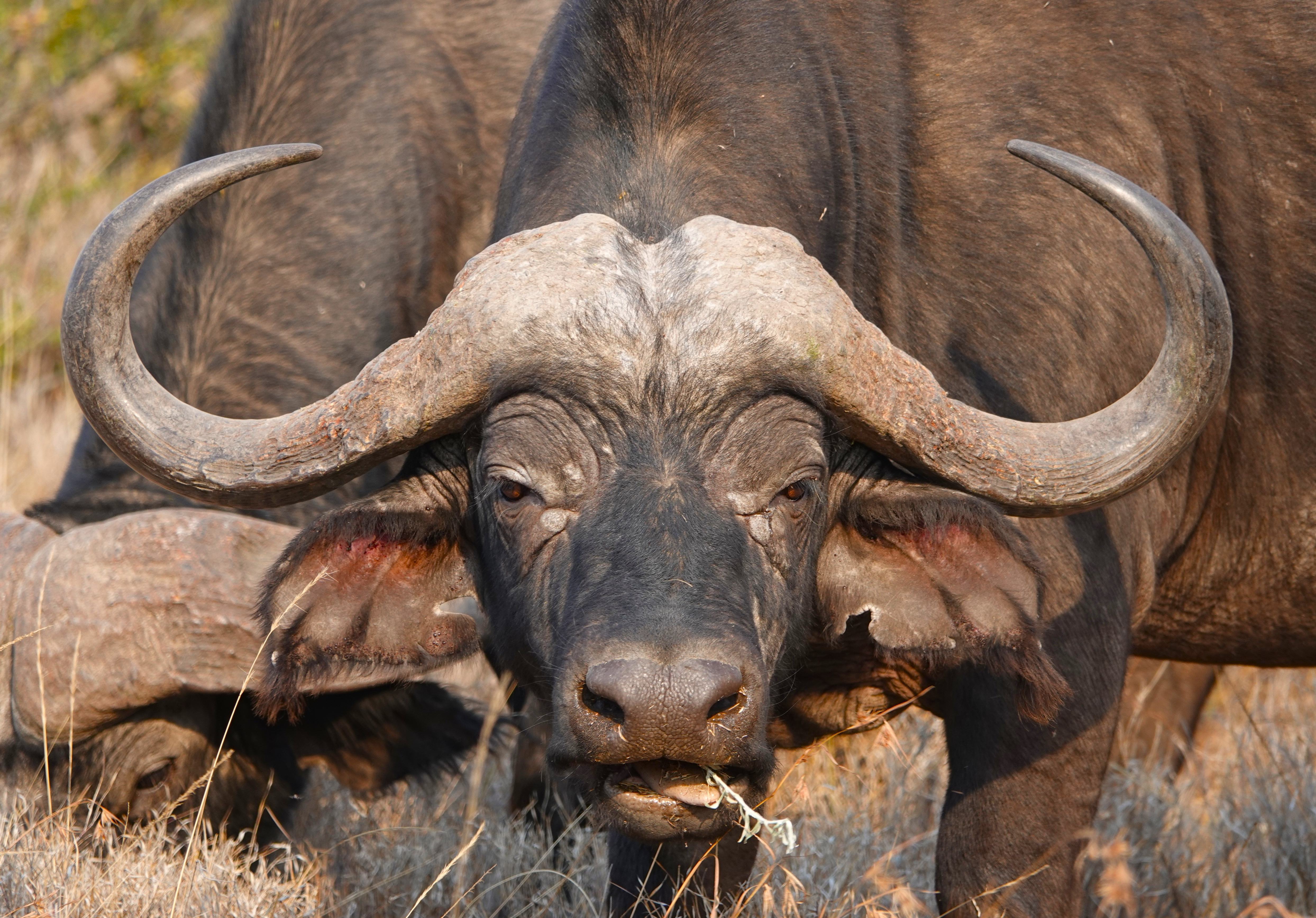 Kenia-Samburu-Game-Reserve-Buffel