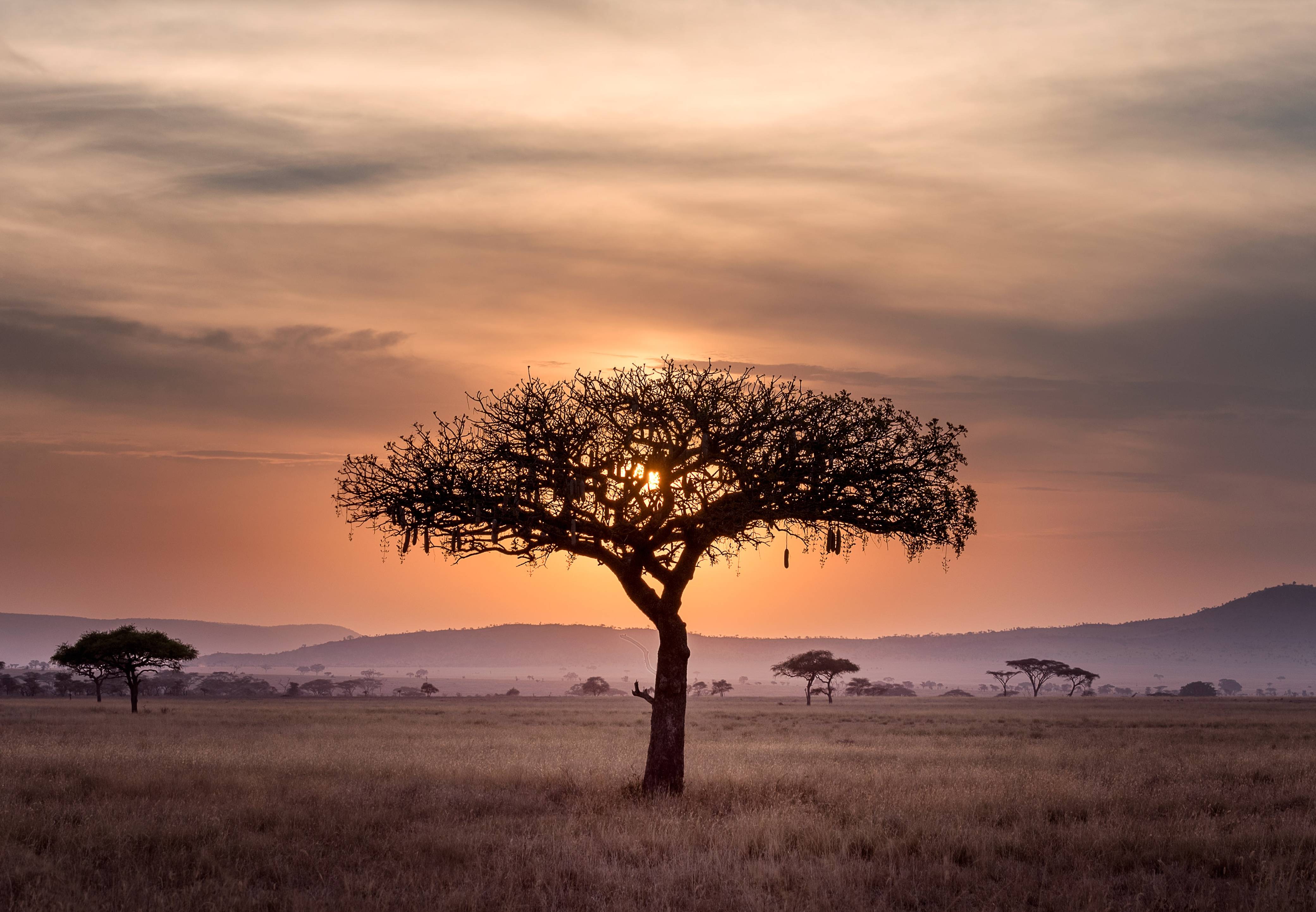 Tanzania-Serengeti-National-Park-vlakte-met-acaciabomen