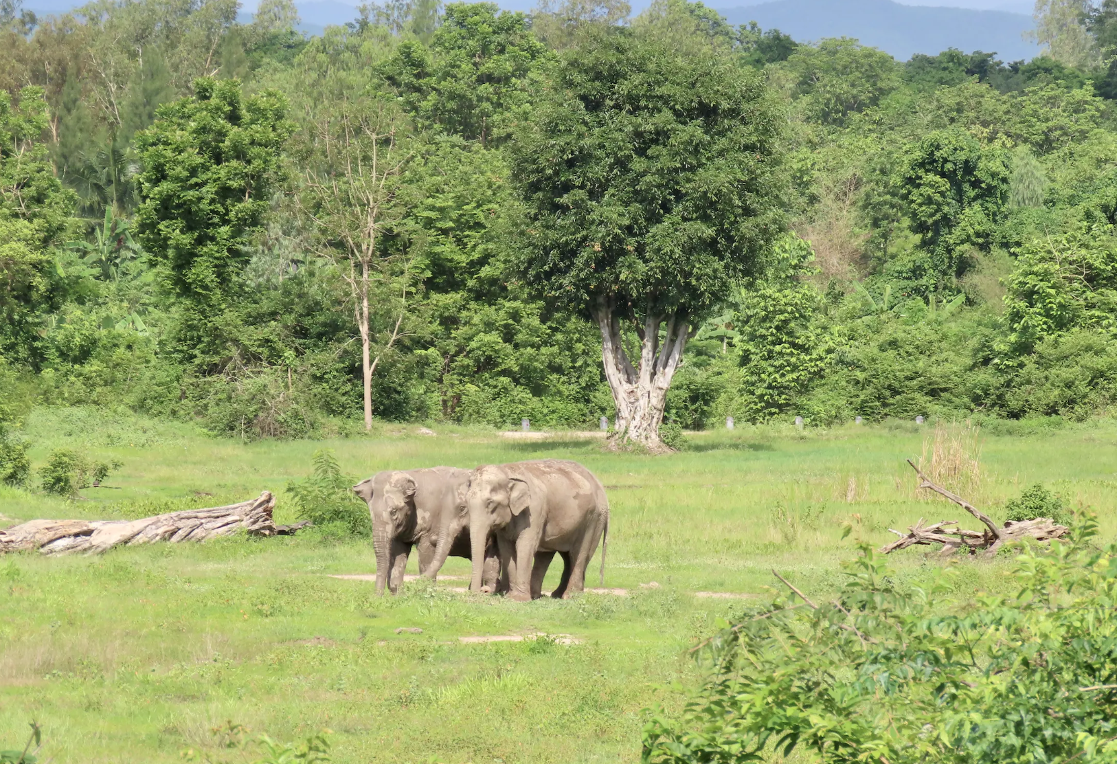 Olifanten bij de I Love Phants Experience