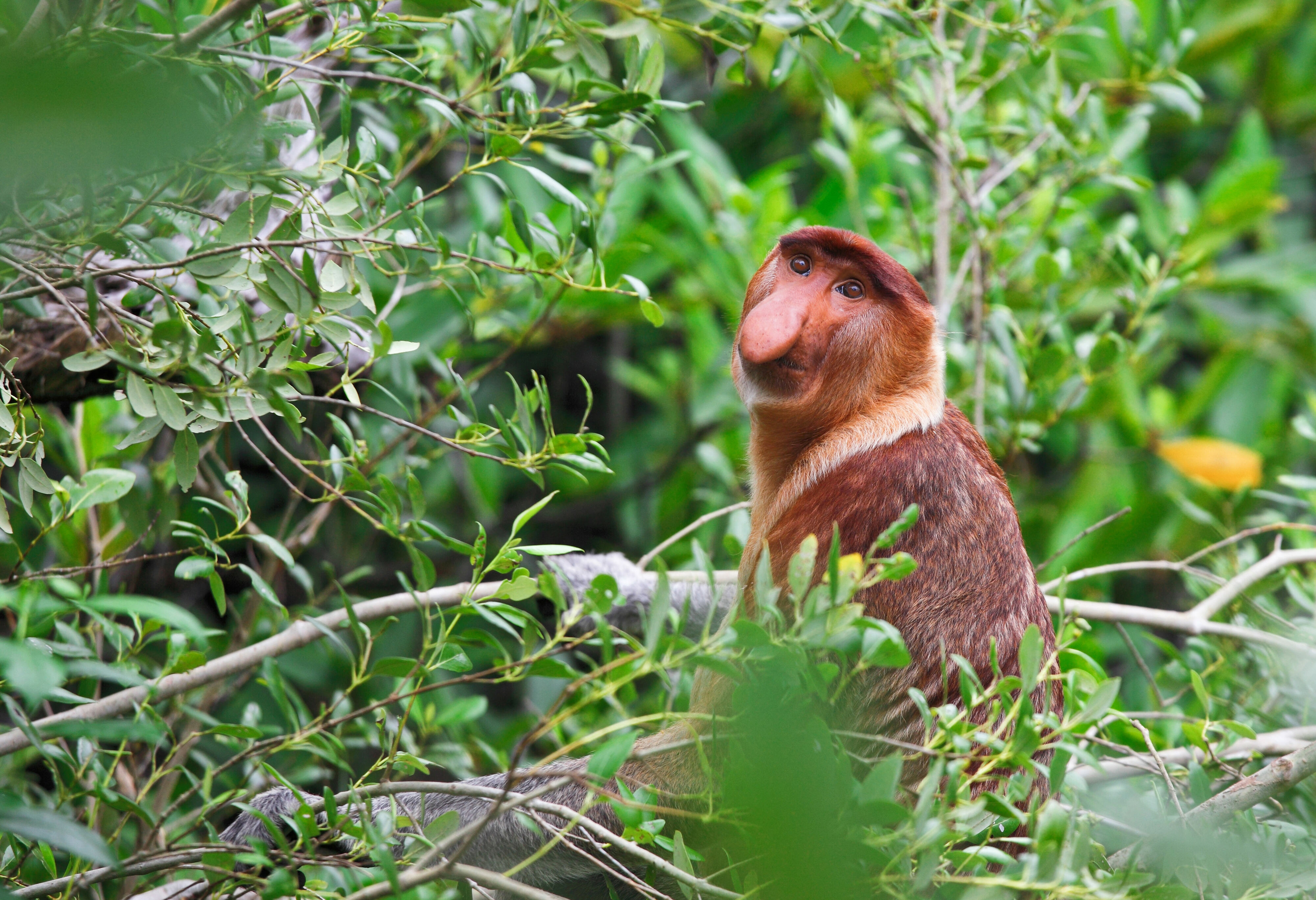 Neusaap in Bako nationaal park
