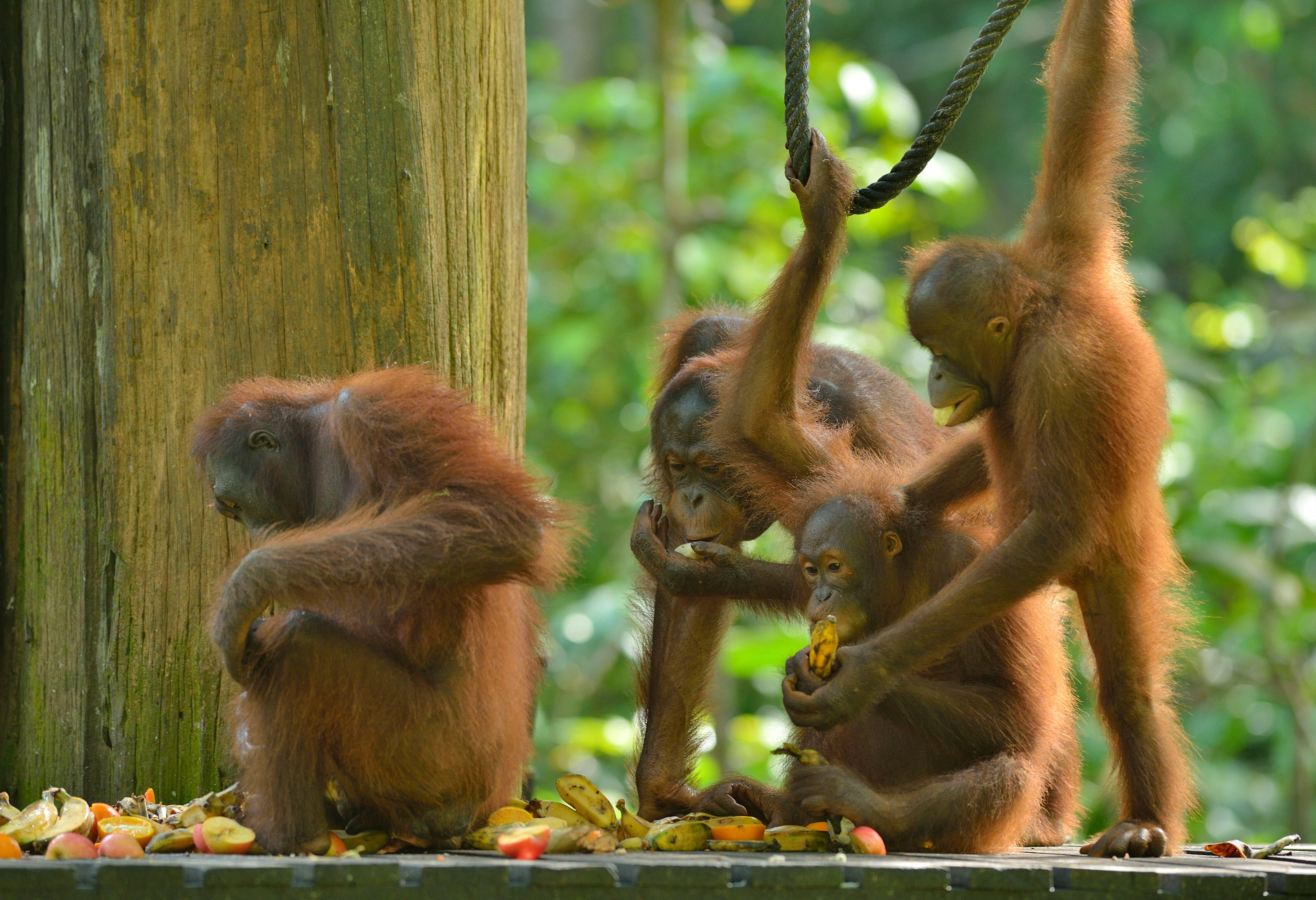 Orang-oetans in Sepilok