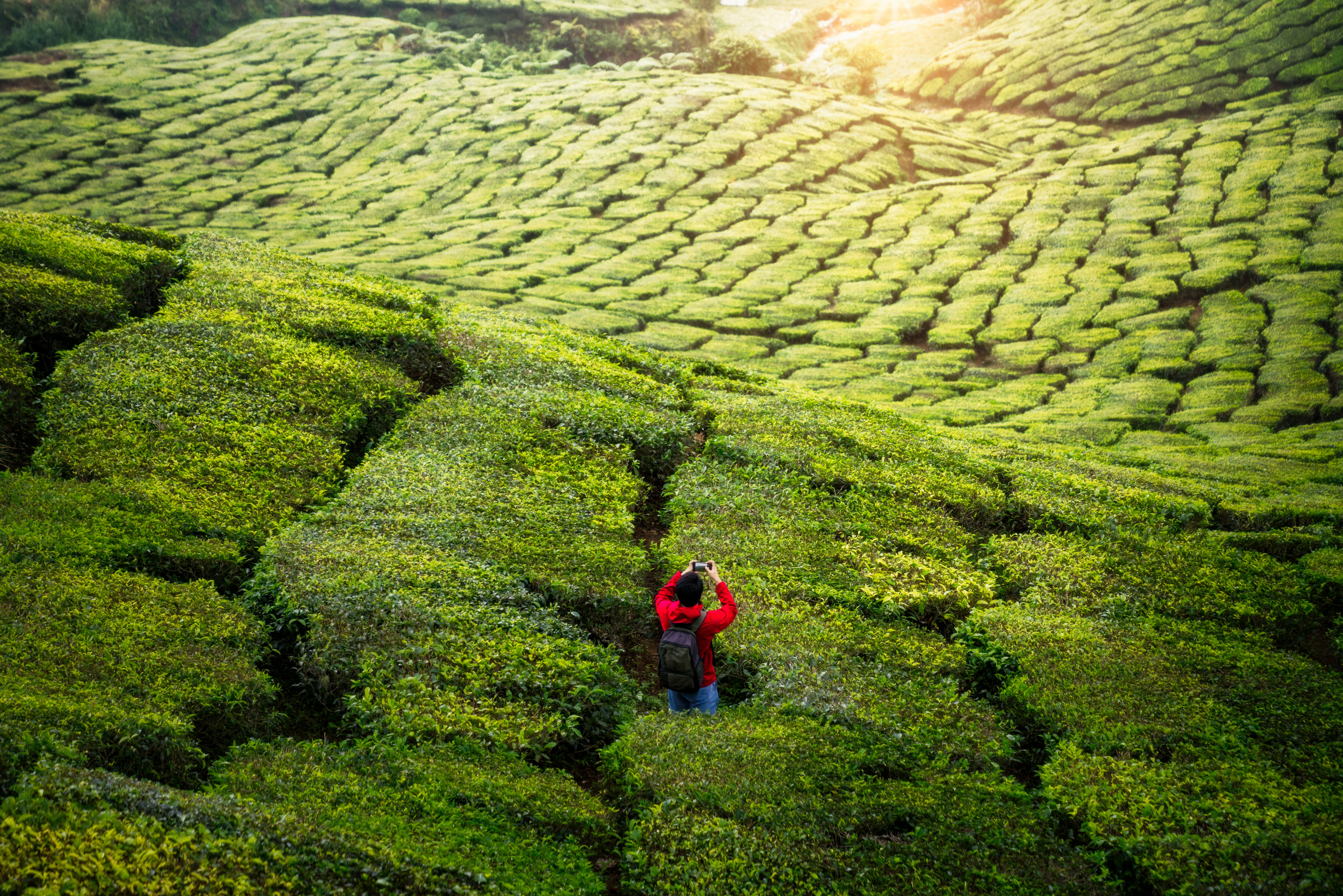 Theevelden in de Cameron Highlands