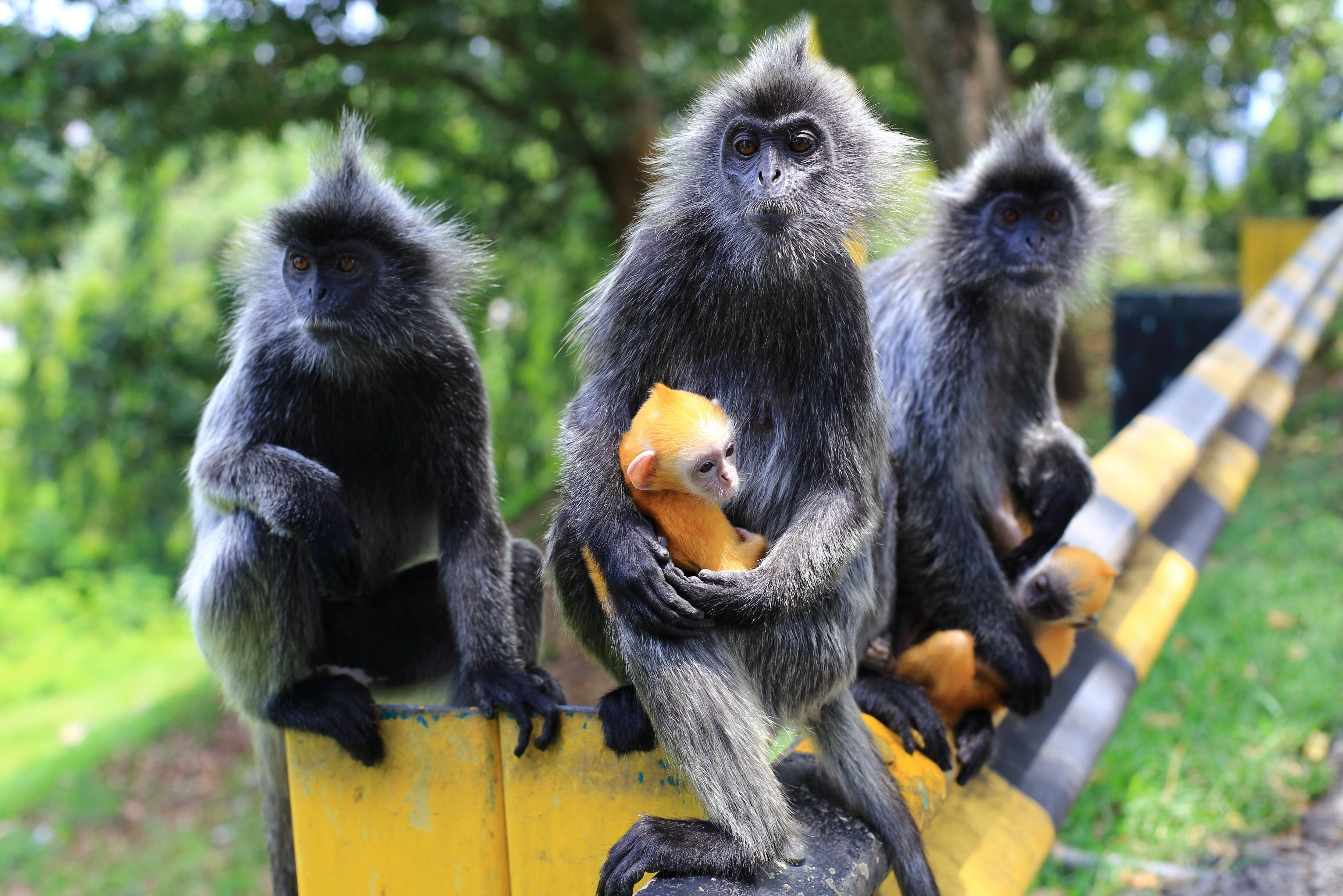 Apen langs de weg in Maleisie
