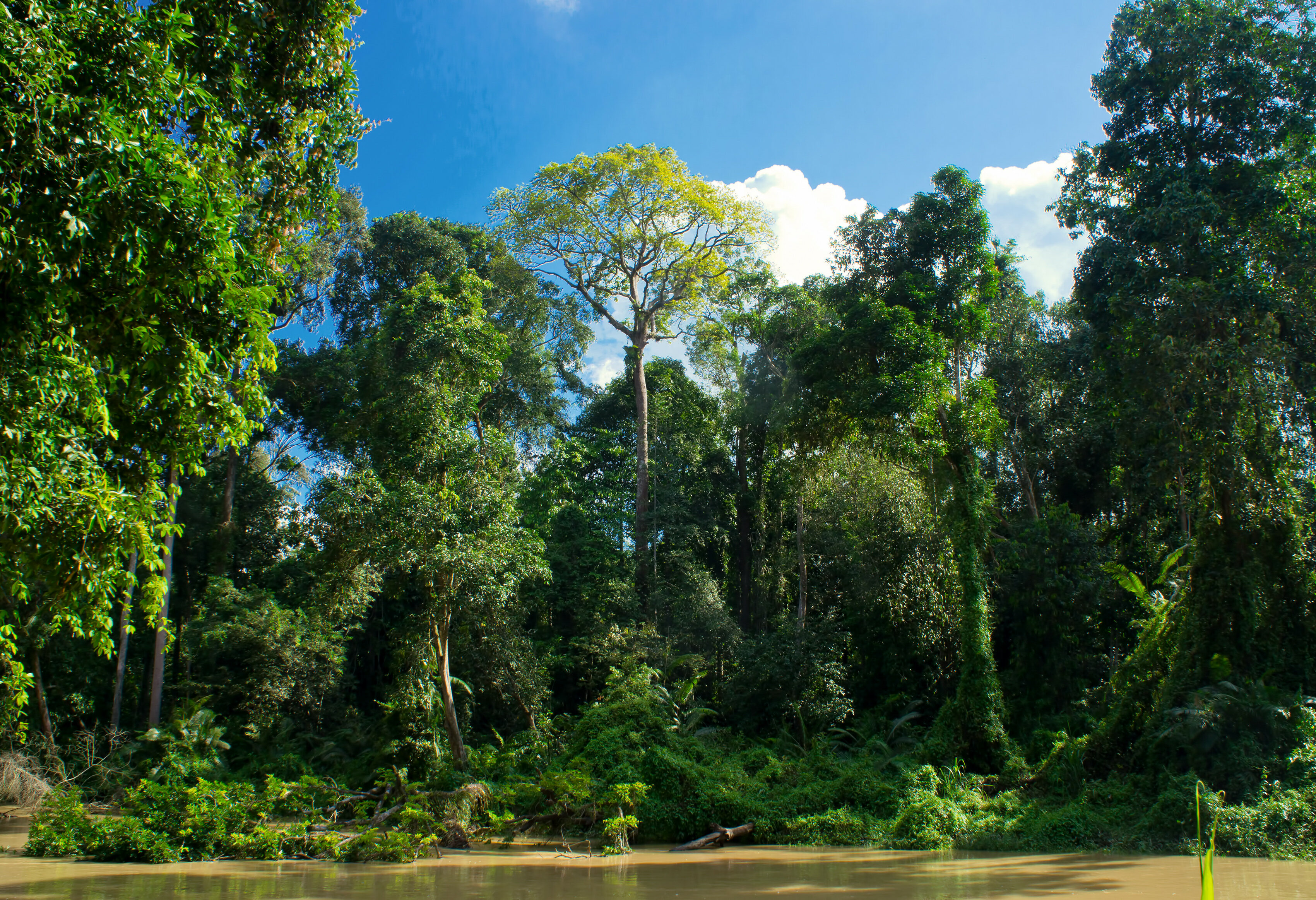 Jungle in West-Maleisië