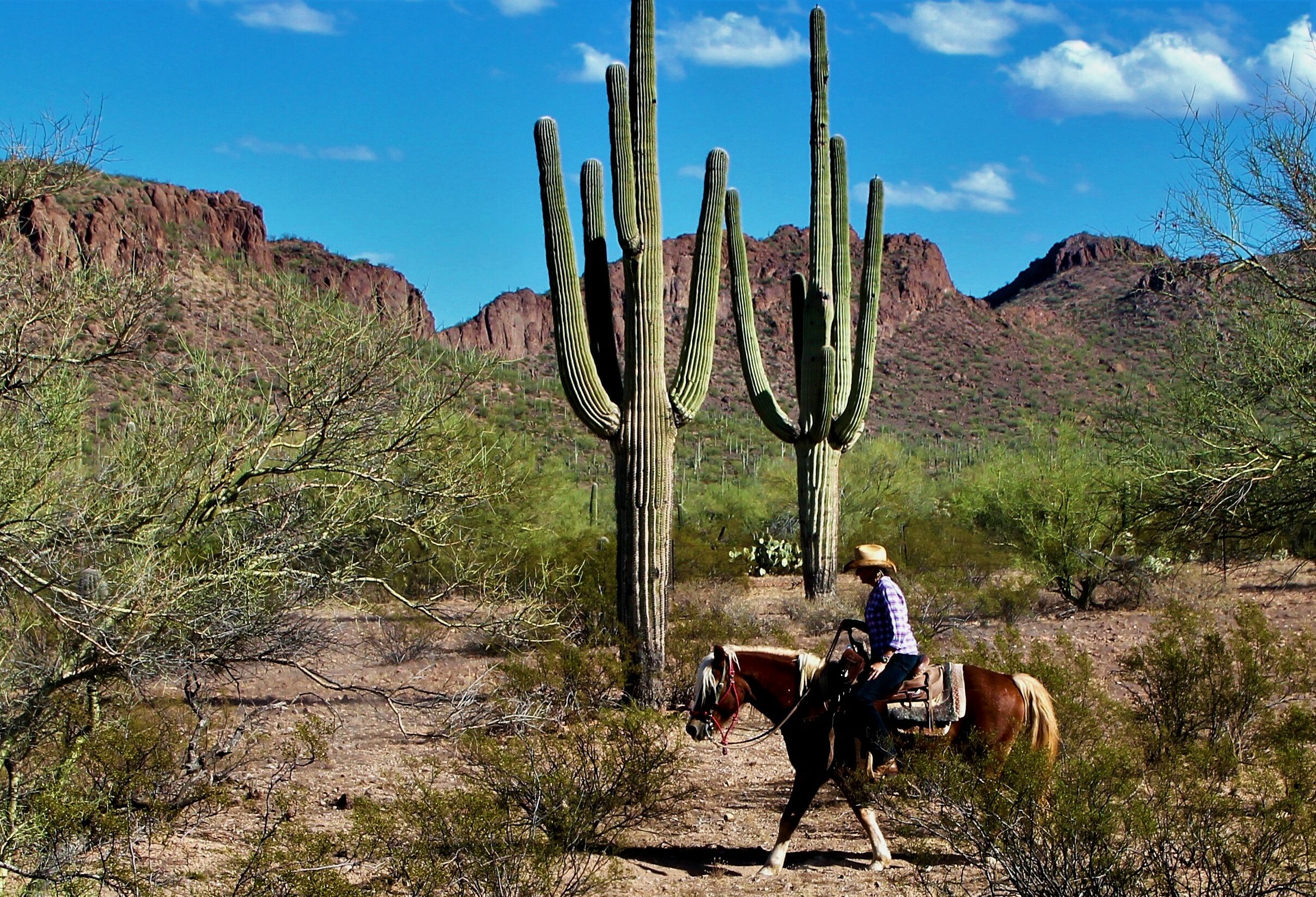 Amerika Arizona White Stallion Range