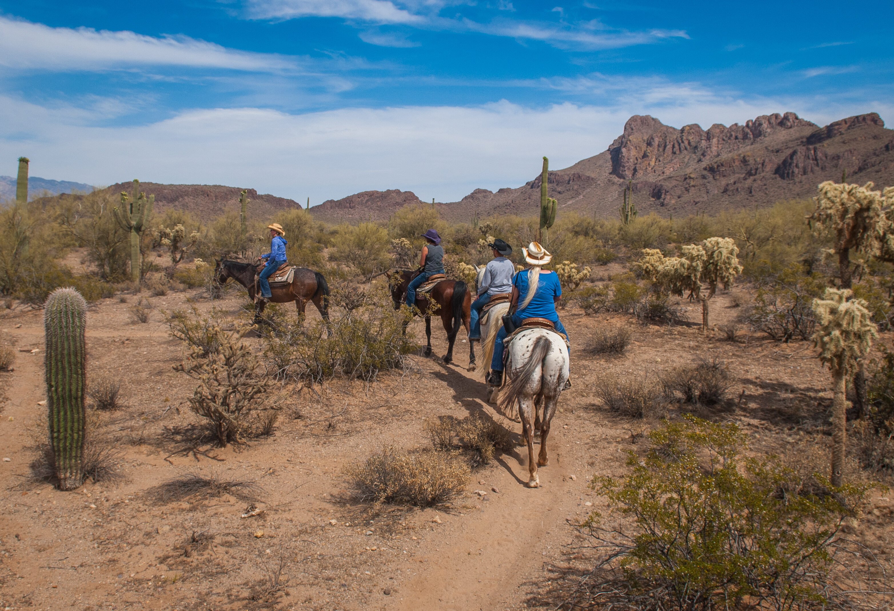 Amerika Arizona White Stallion Range Paardrijden