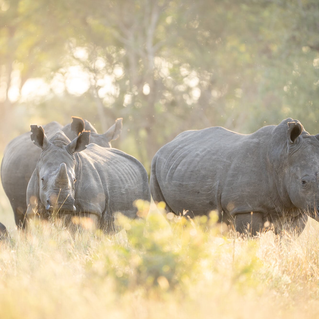 Sabi Sands