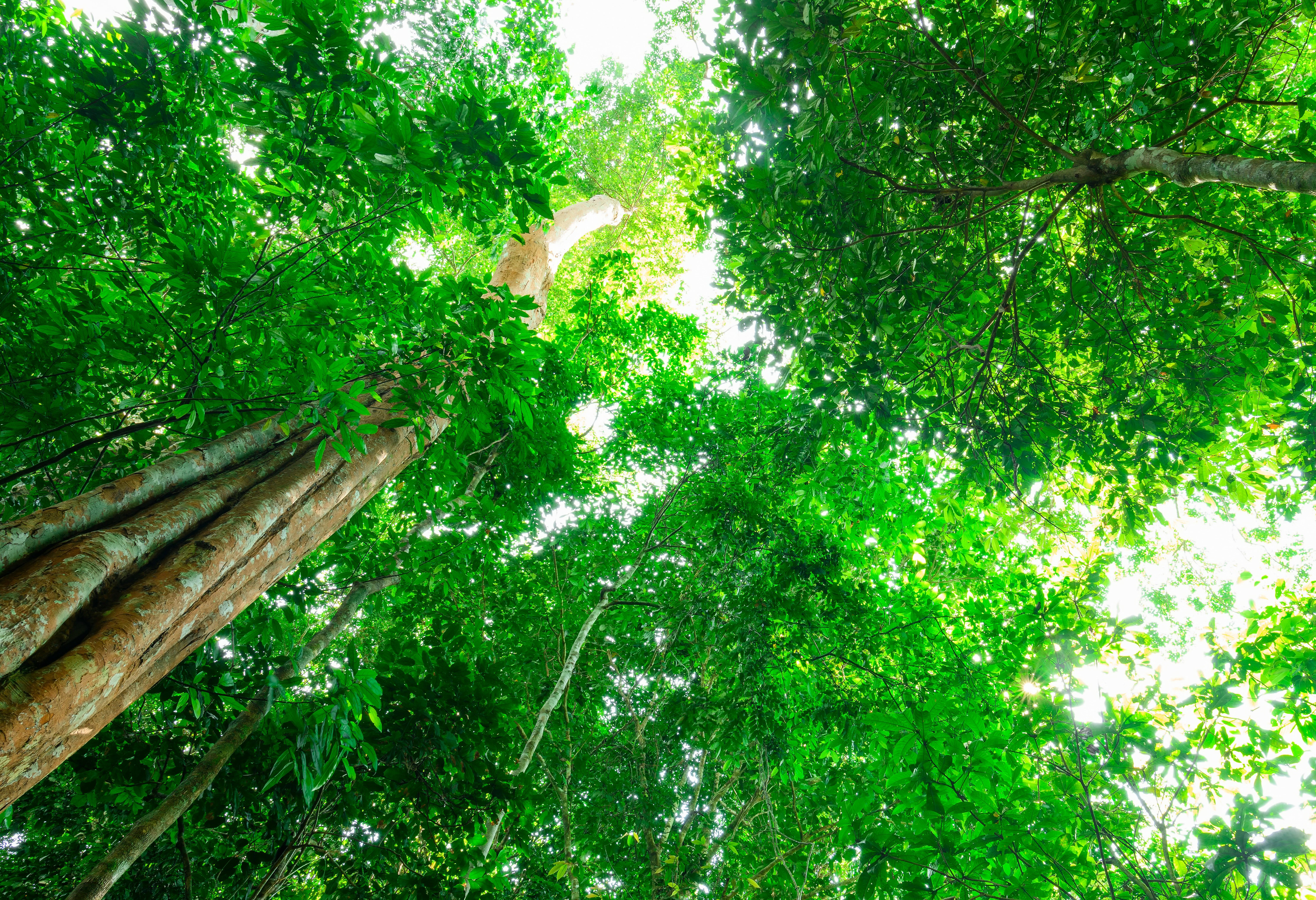 Hoog bladerdak van de jungle