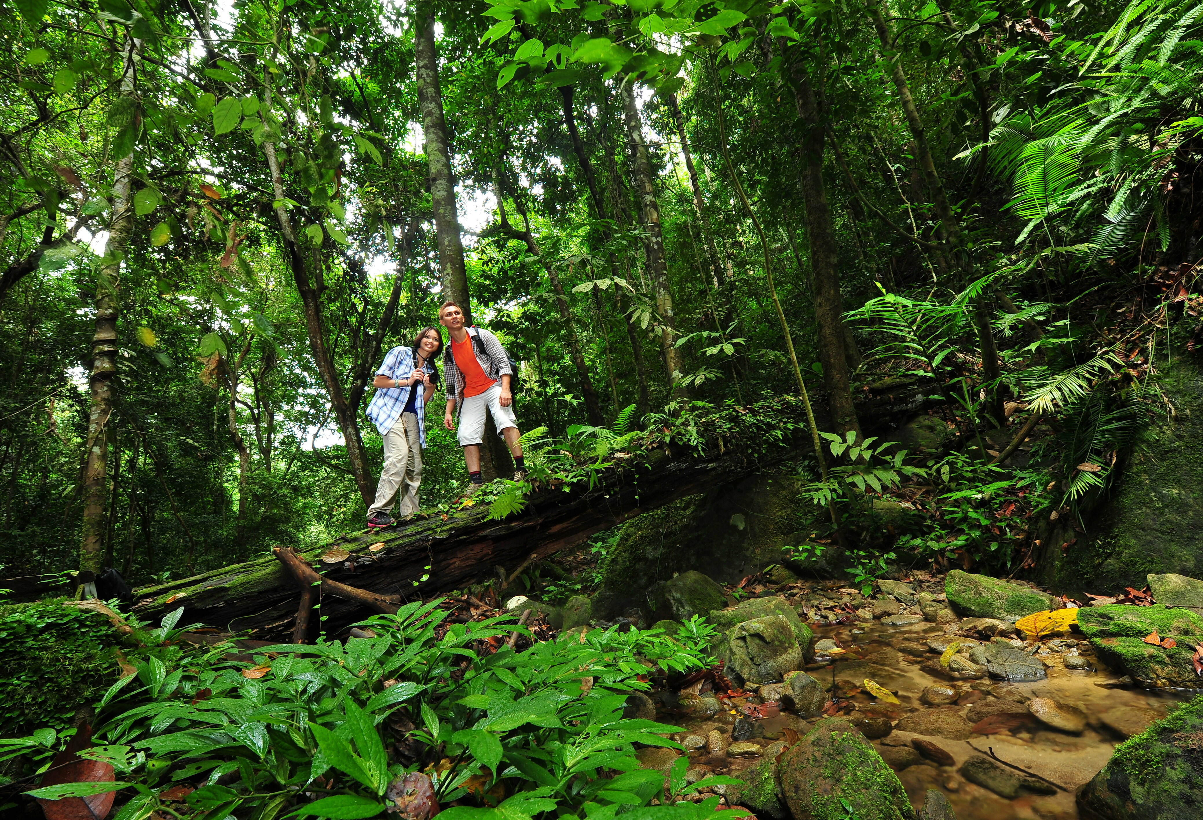 Jungle van Belum Rainforest