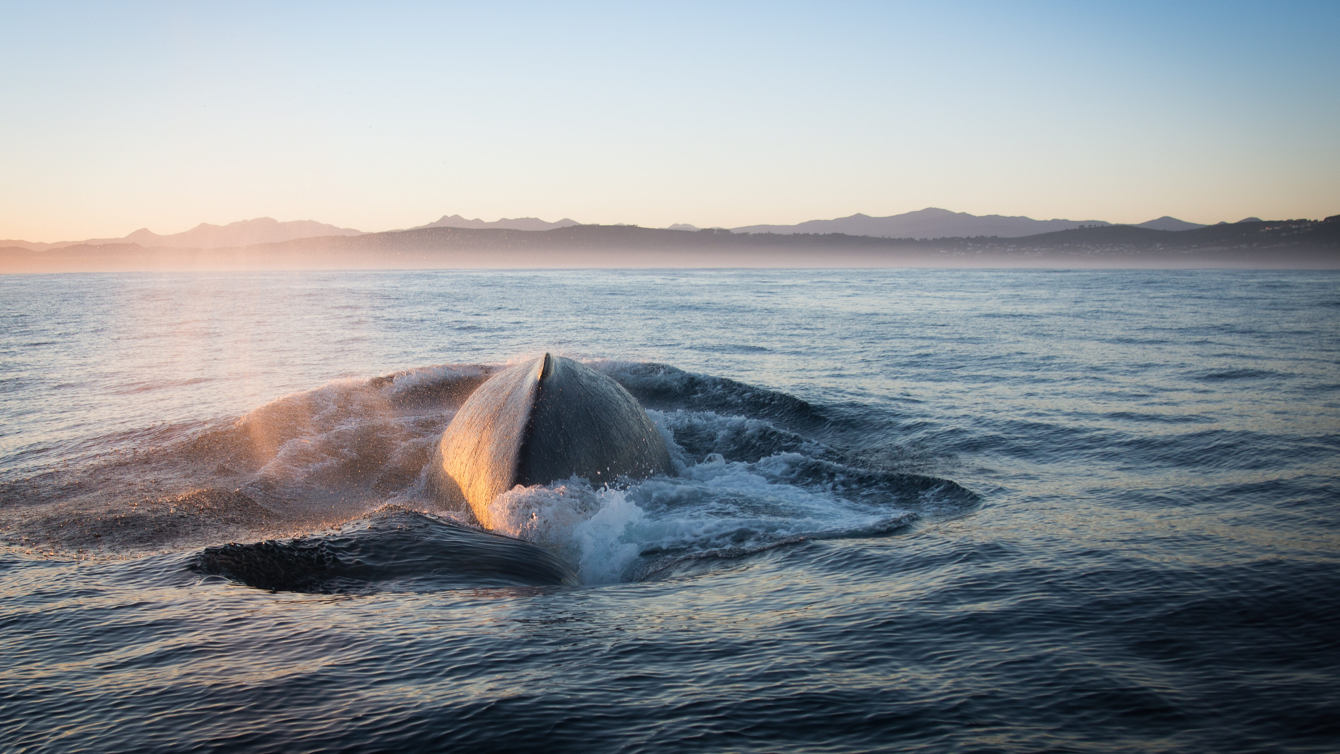 Ocean Odyssey Whale Watching  Zuid Afrika experience