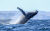 Whale Watching Zuid Afrika Knysna