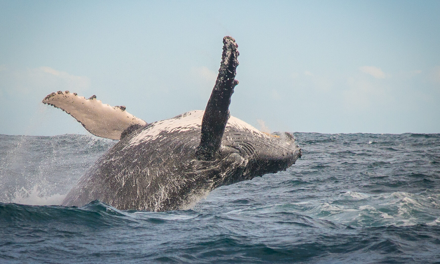 Ocean Odyssey Zuid Afrika Experience