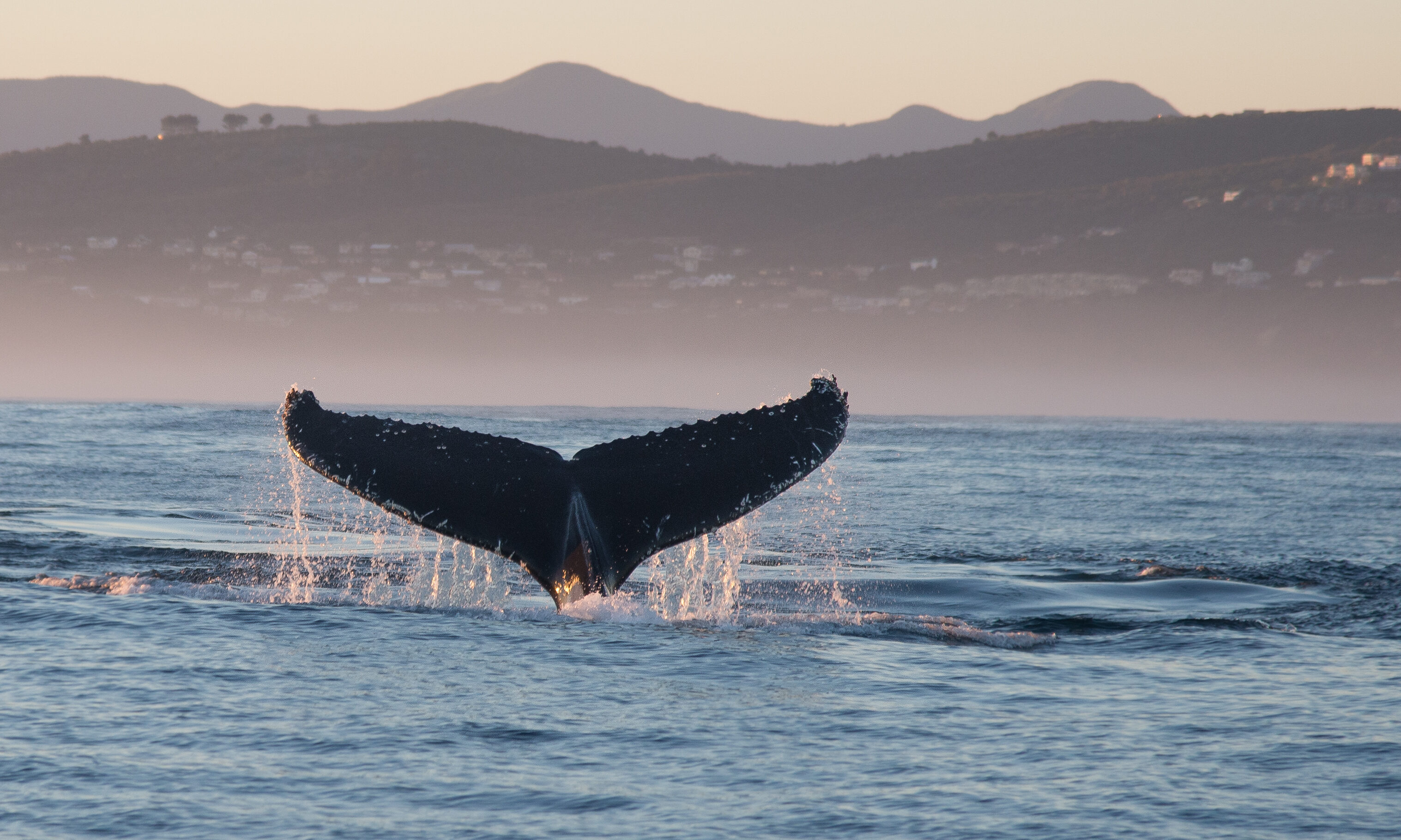 Ocean Odyssey Zuid Afrika Experience