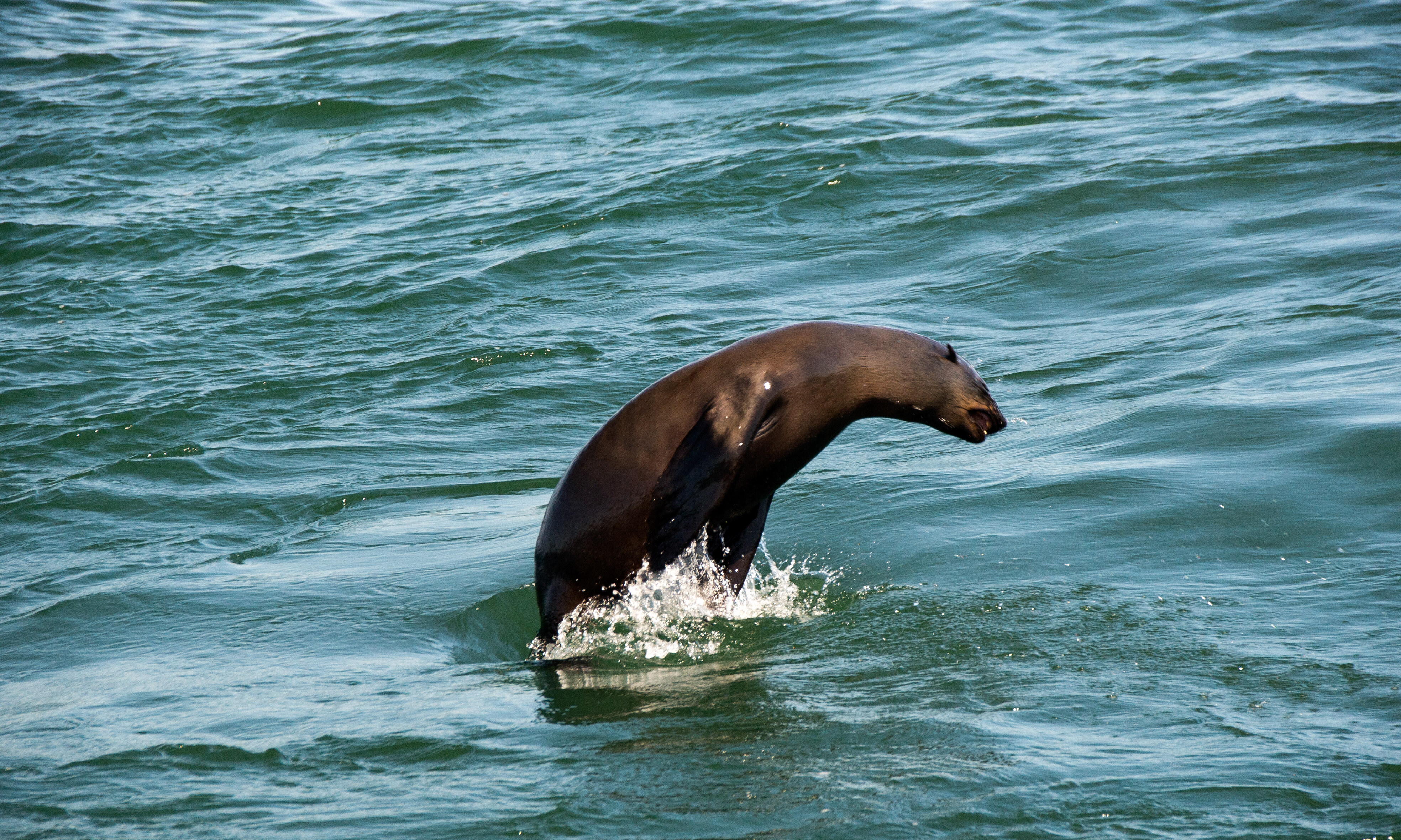 Ocean Odyssey Zuid Afrika Experience