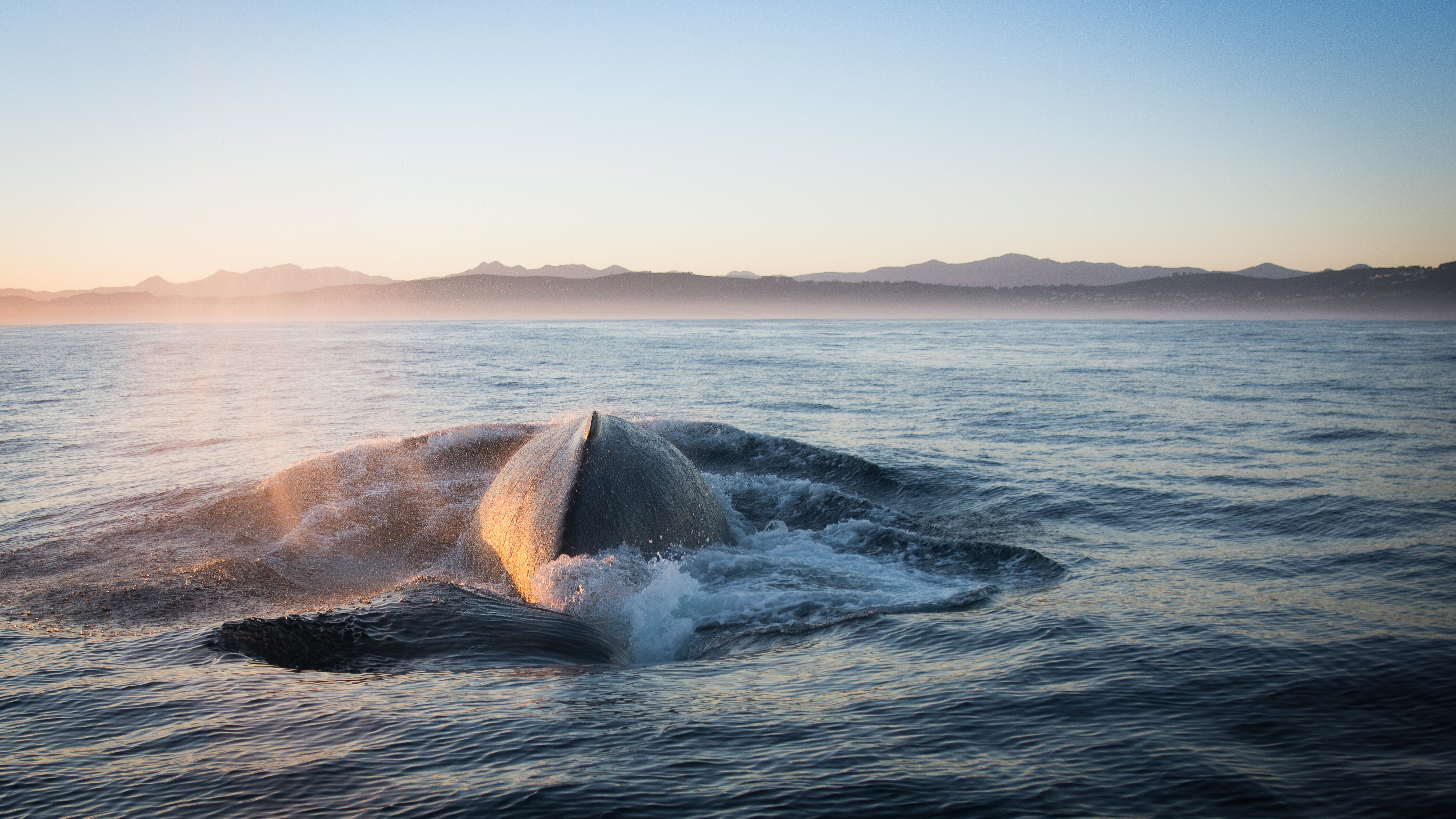 Ocean Odyssey Zuid-Afrika Whale Watching Experience