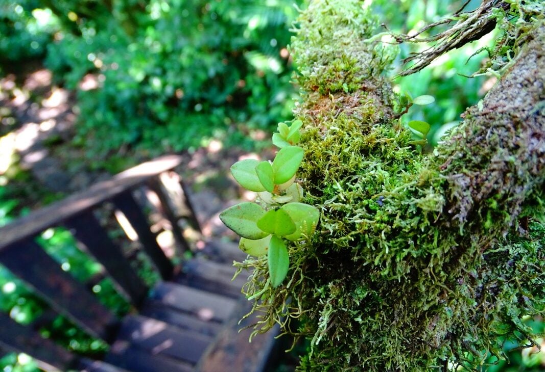 Nicaragua-Granada-Mombacho-natuurreservaat-wandeling