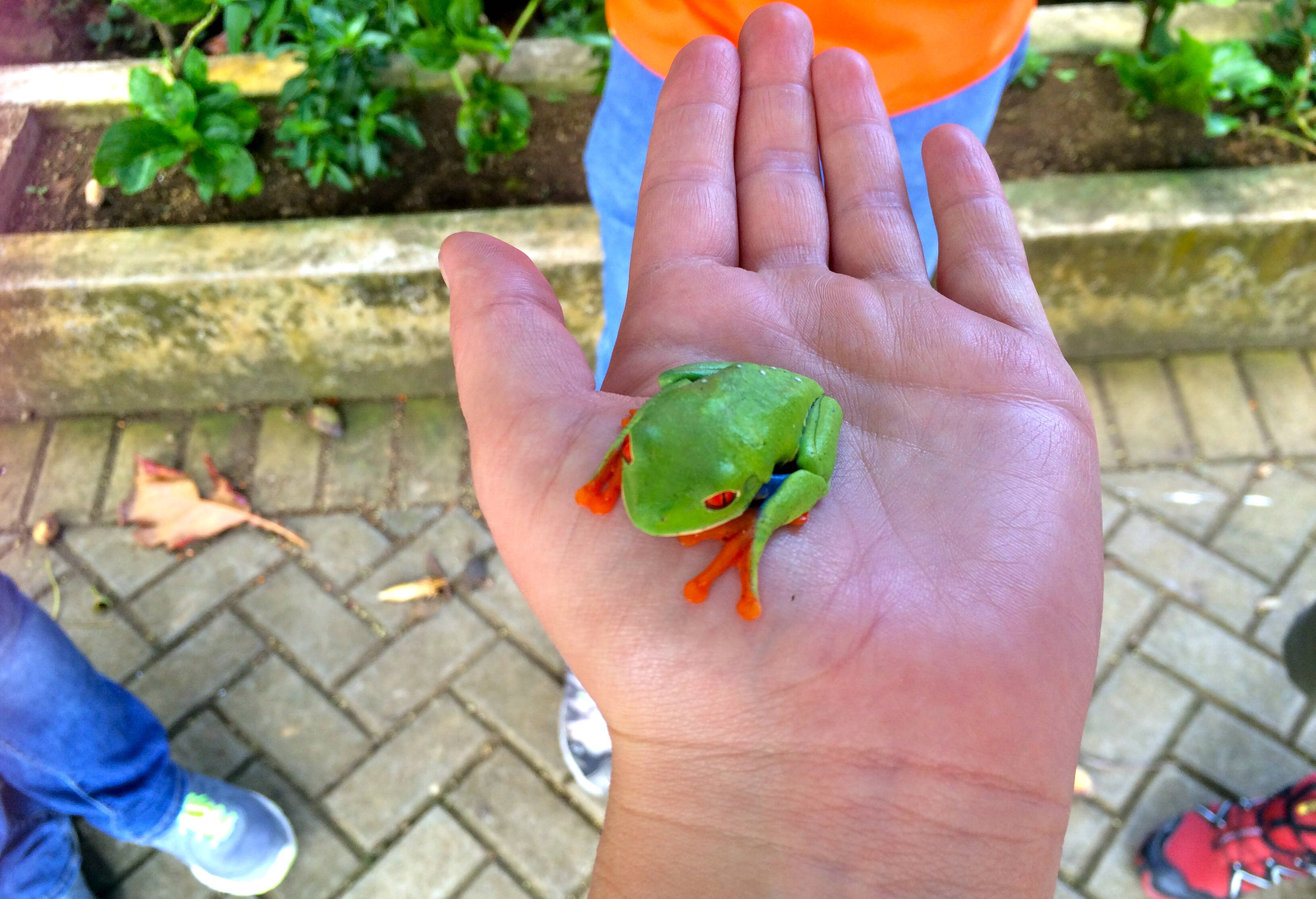 Nicaragua-Granada-Mombacho-natuurreservaat-kikker-op-hand