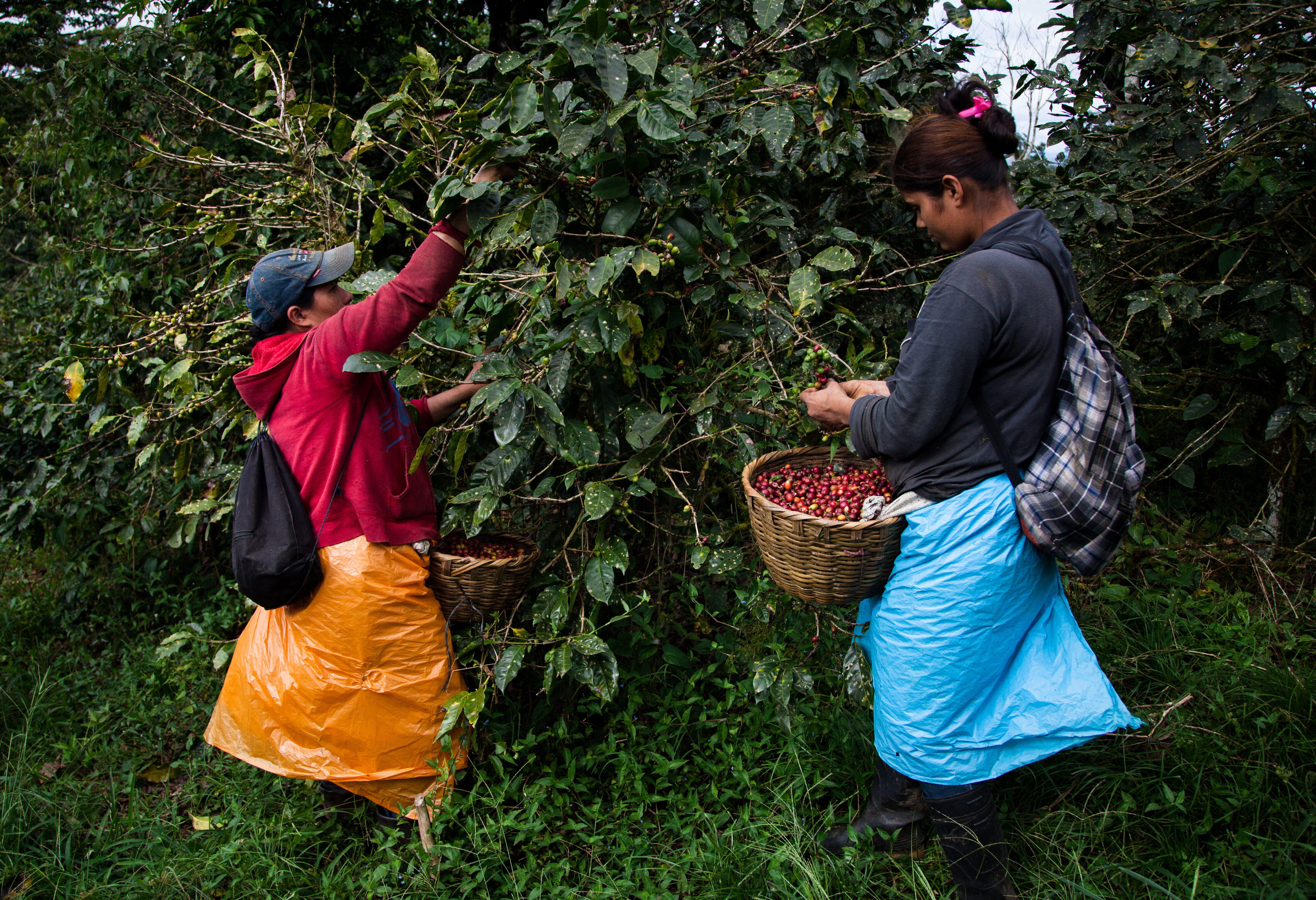 Nicaragua-Matagalpa-werken-op-een-koffieplantage