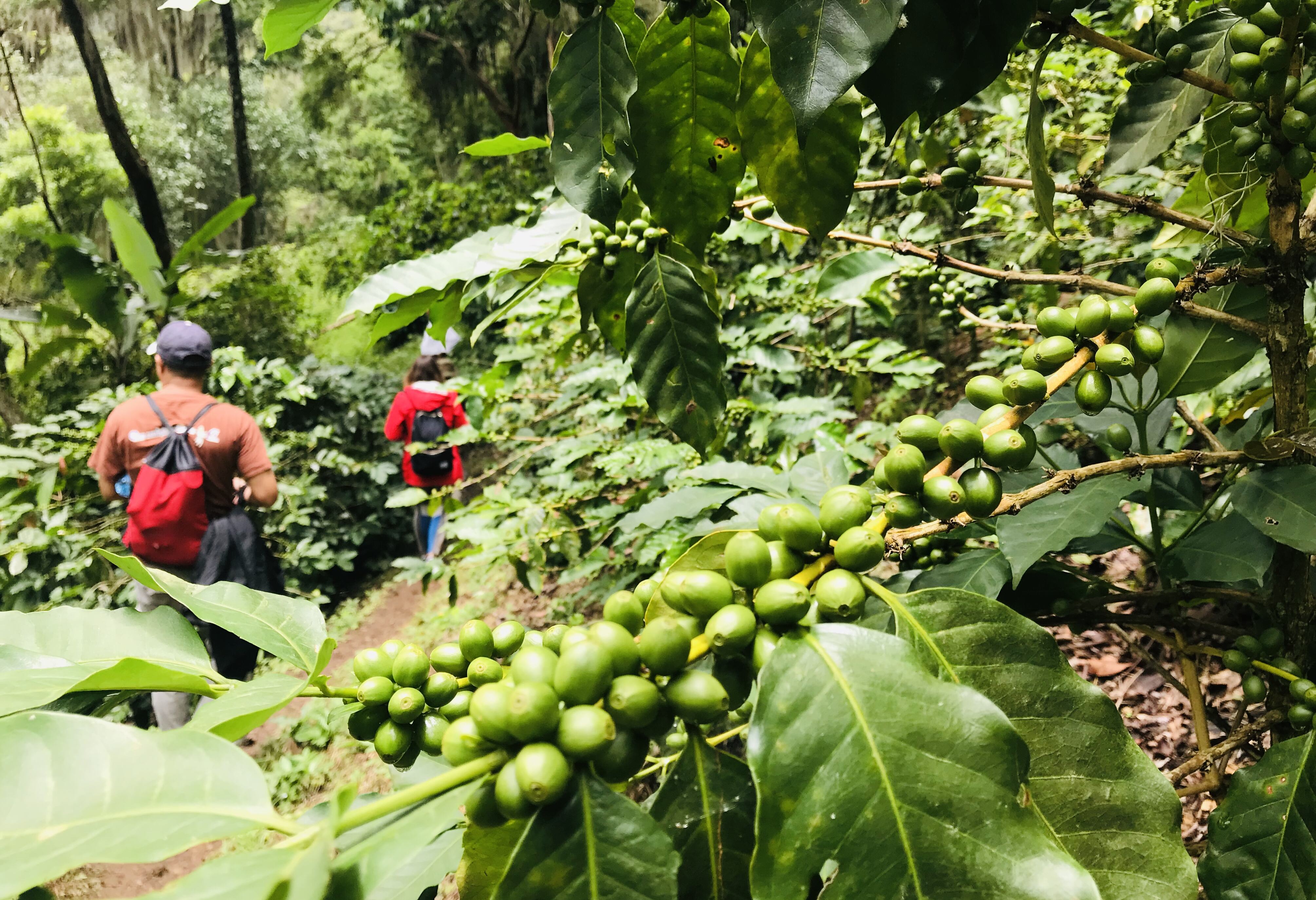 Nicaragua-Matagalpa-koffiebonen