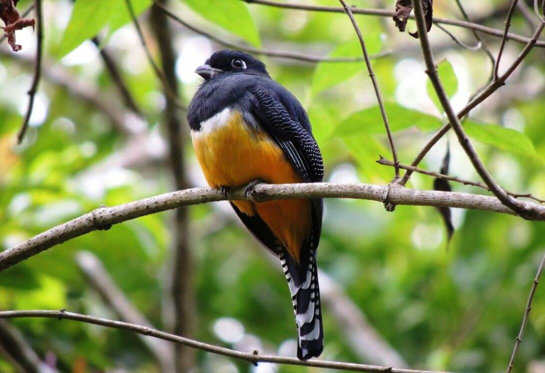 Vogel in het Selva Negra reservaat Matagalpa Nicaragua