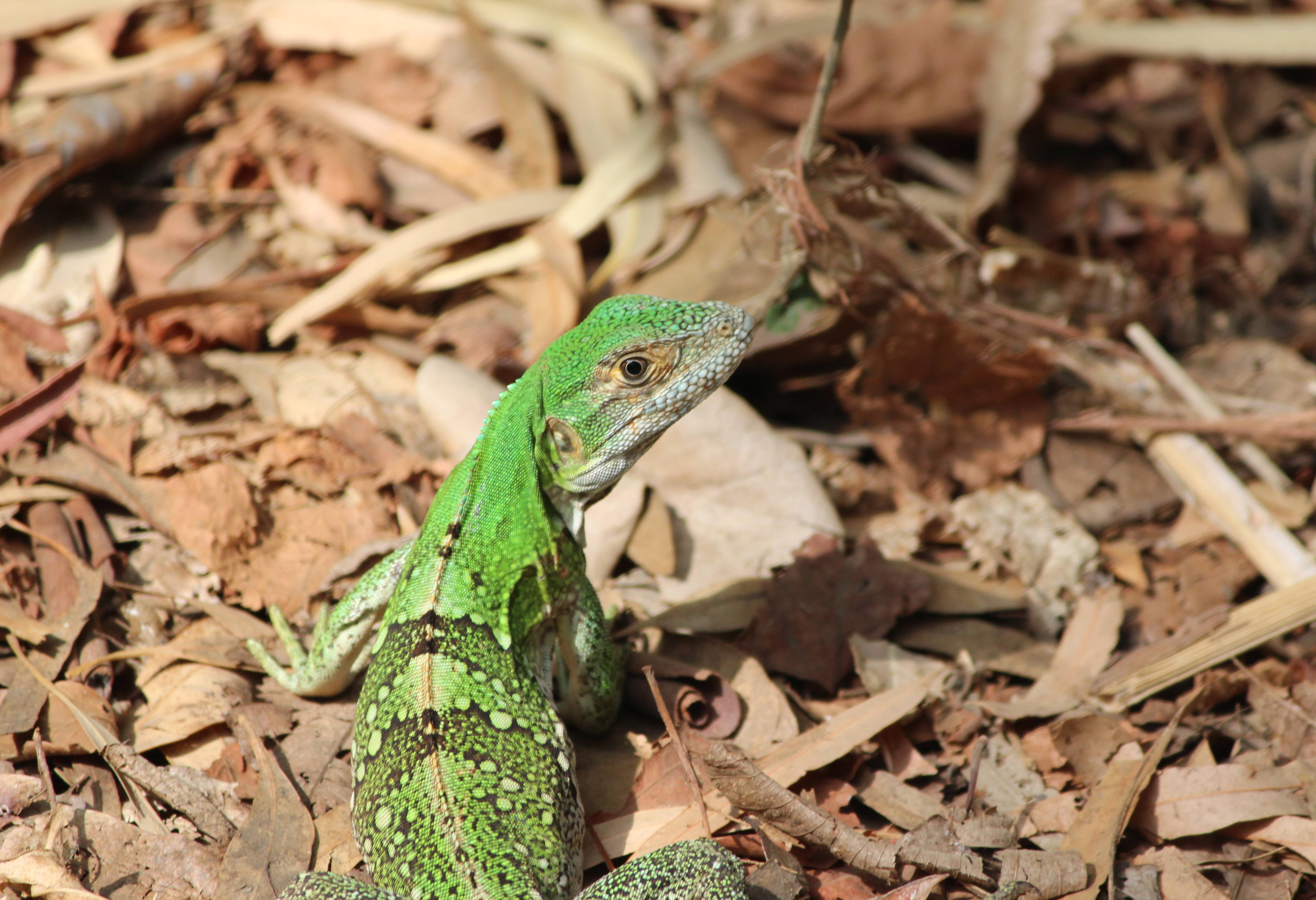 Leguaan op Ometepe Island Nicaragua