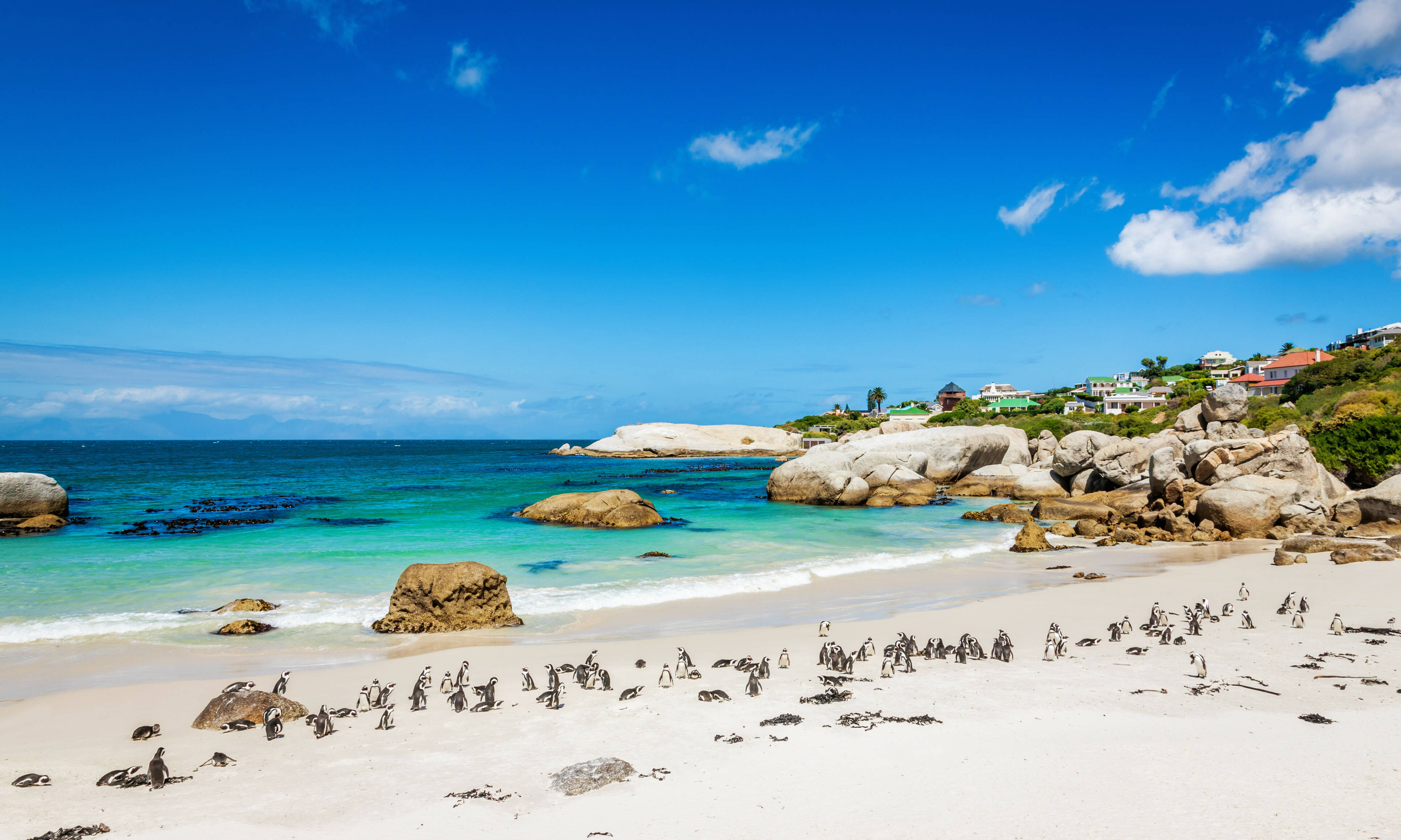 Boulders Beach Kaapstad Zuid Afrika