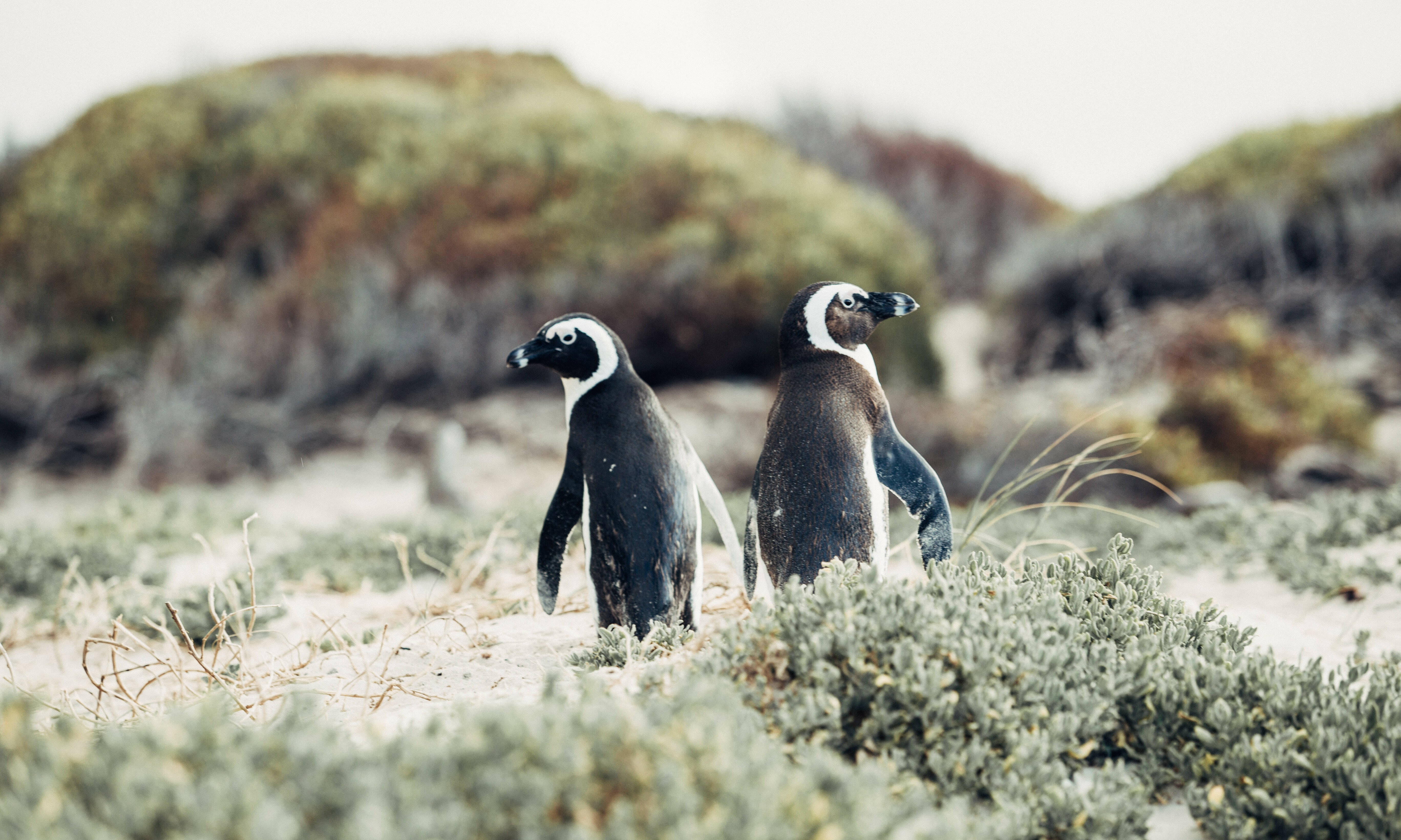 Boulders Beach Kaapstad Zuid Afrika