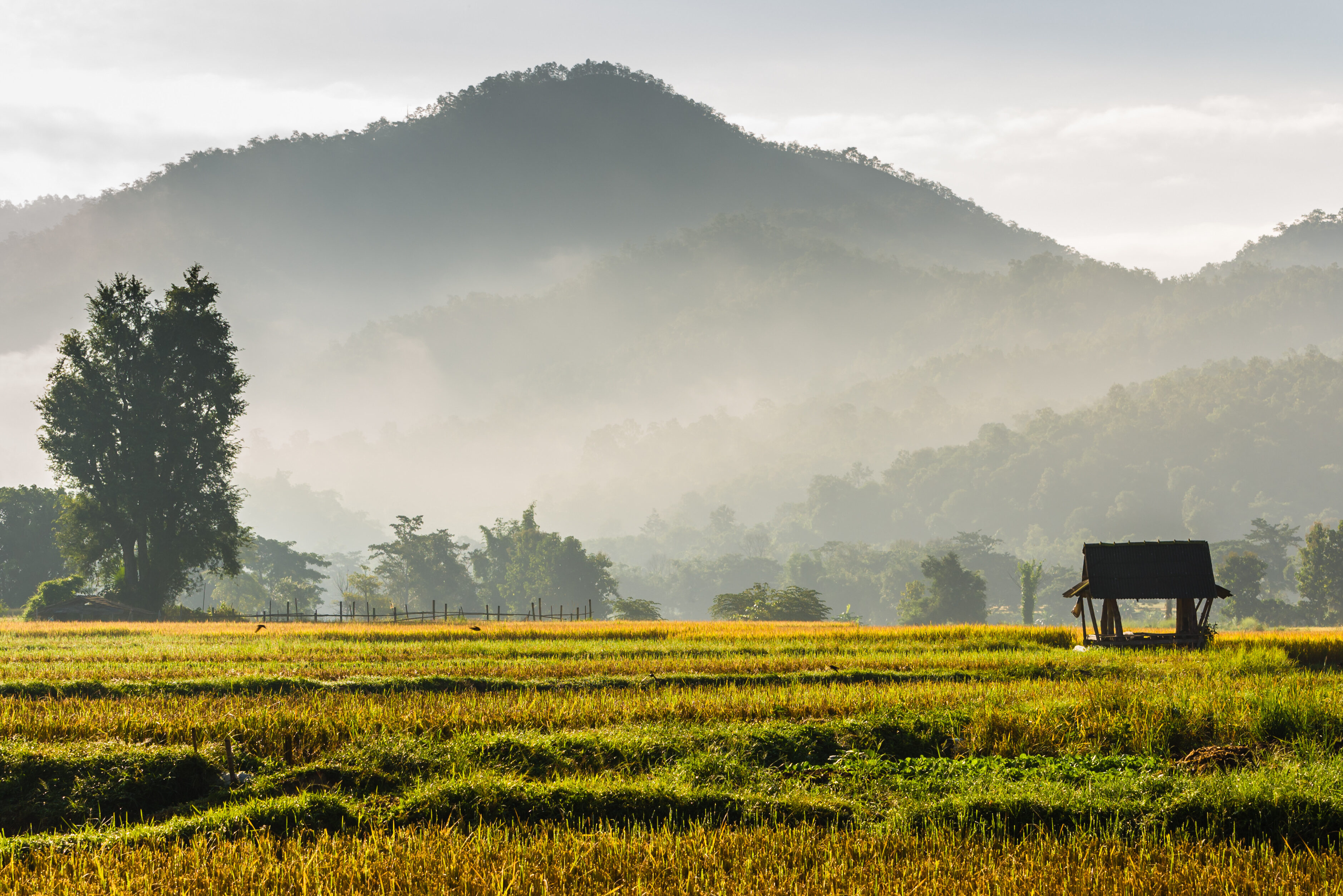 Platteland van thailand