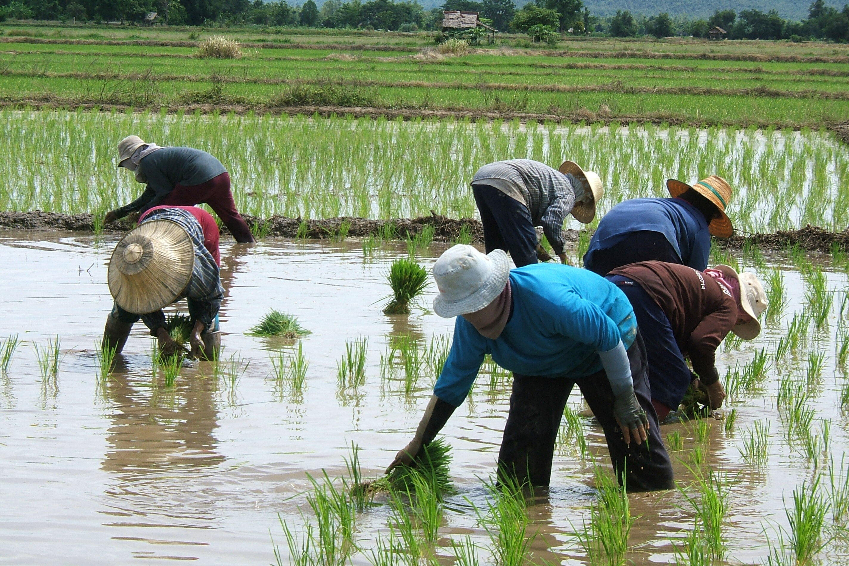Boeren die rijst planten