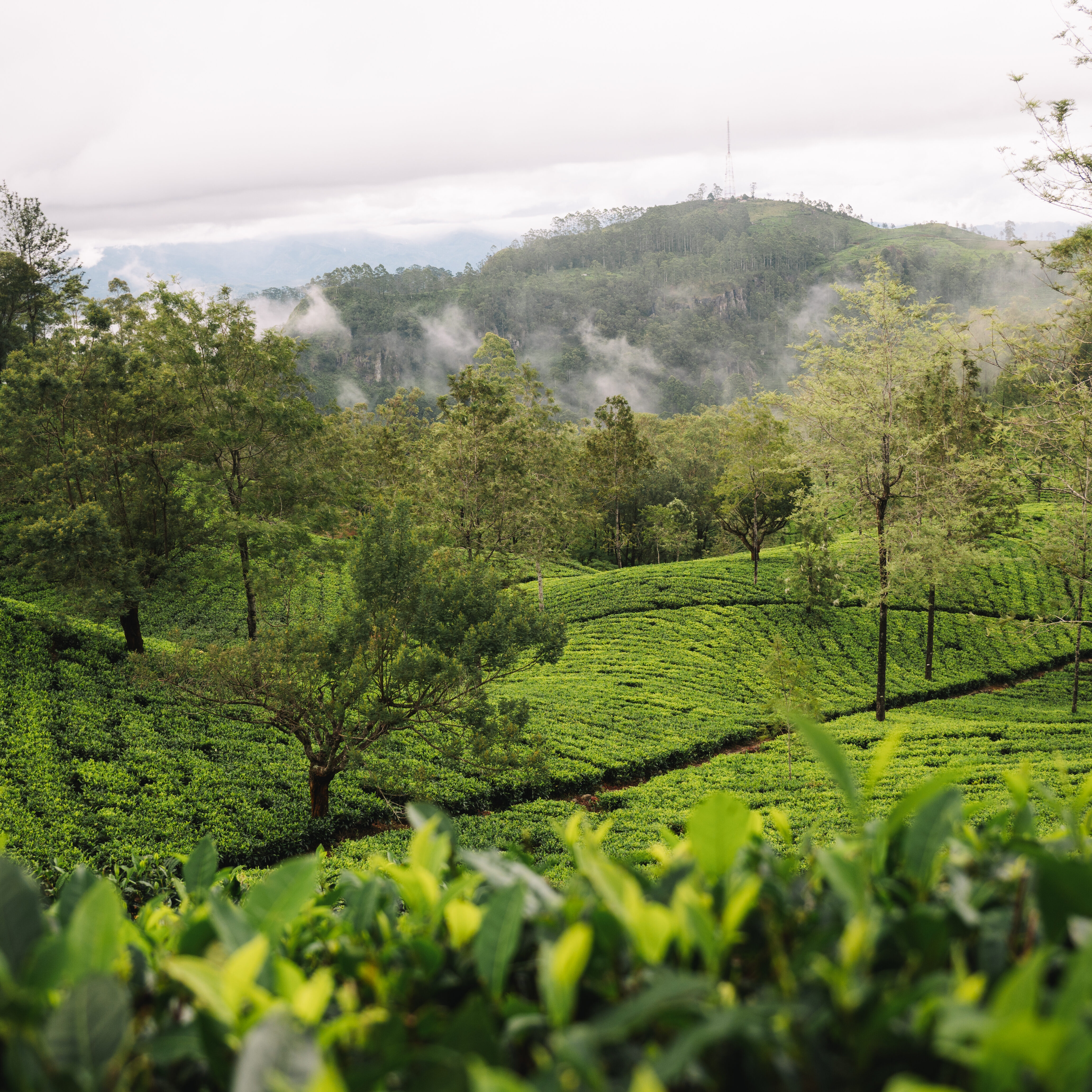 Sri-Lanka-nuwara-eliya-haputale-theevelden-2