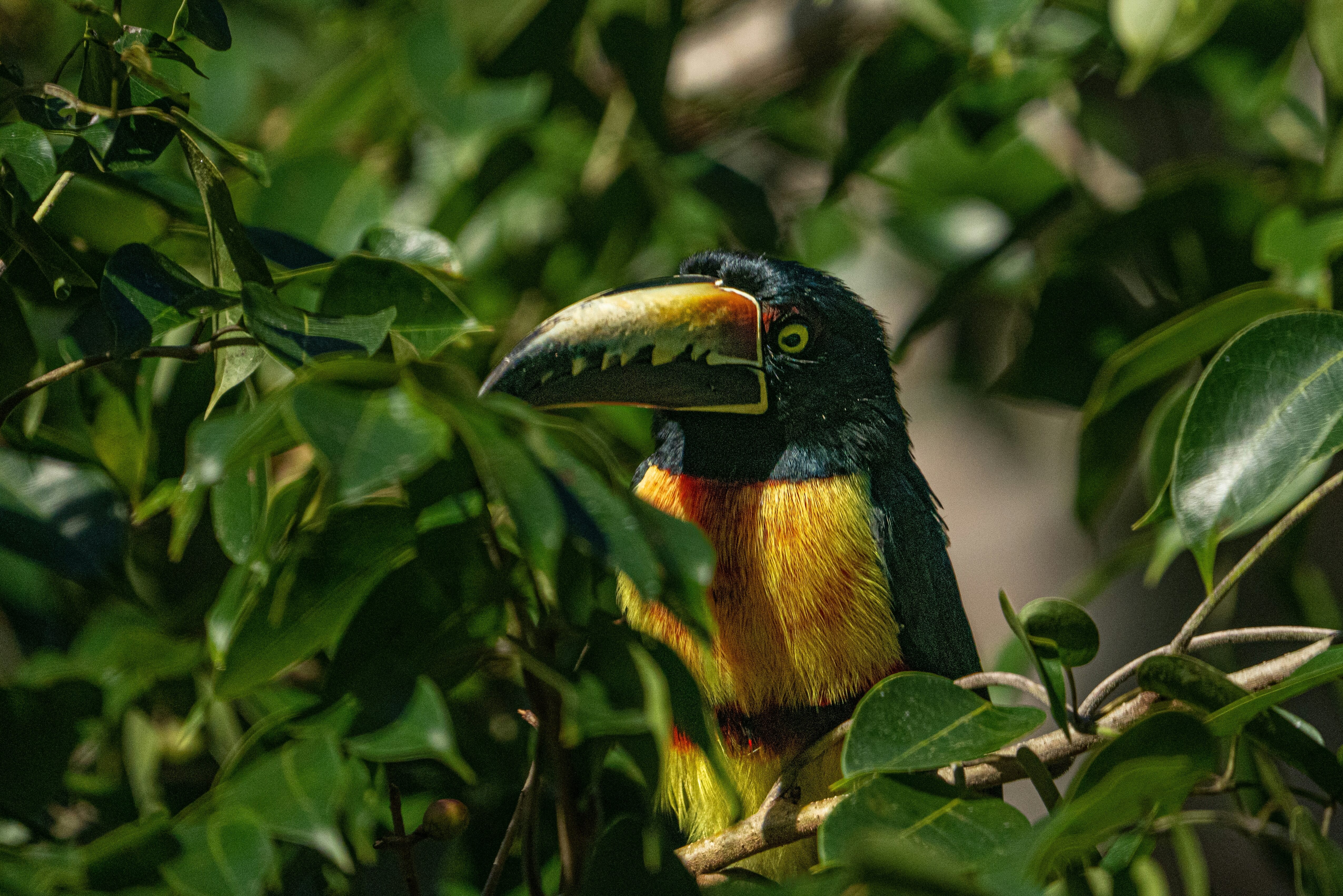 Vogel in de jungle van Tikal